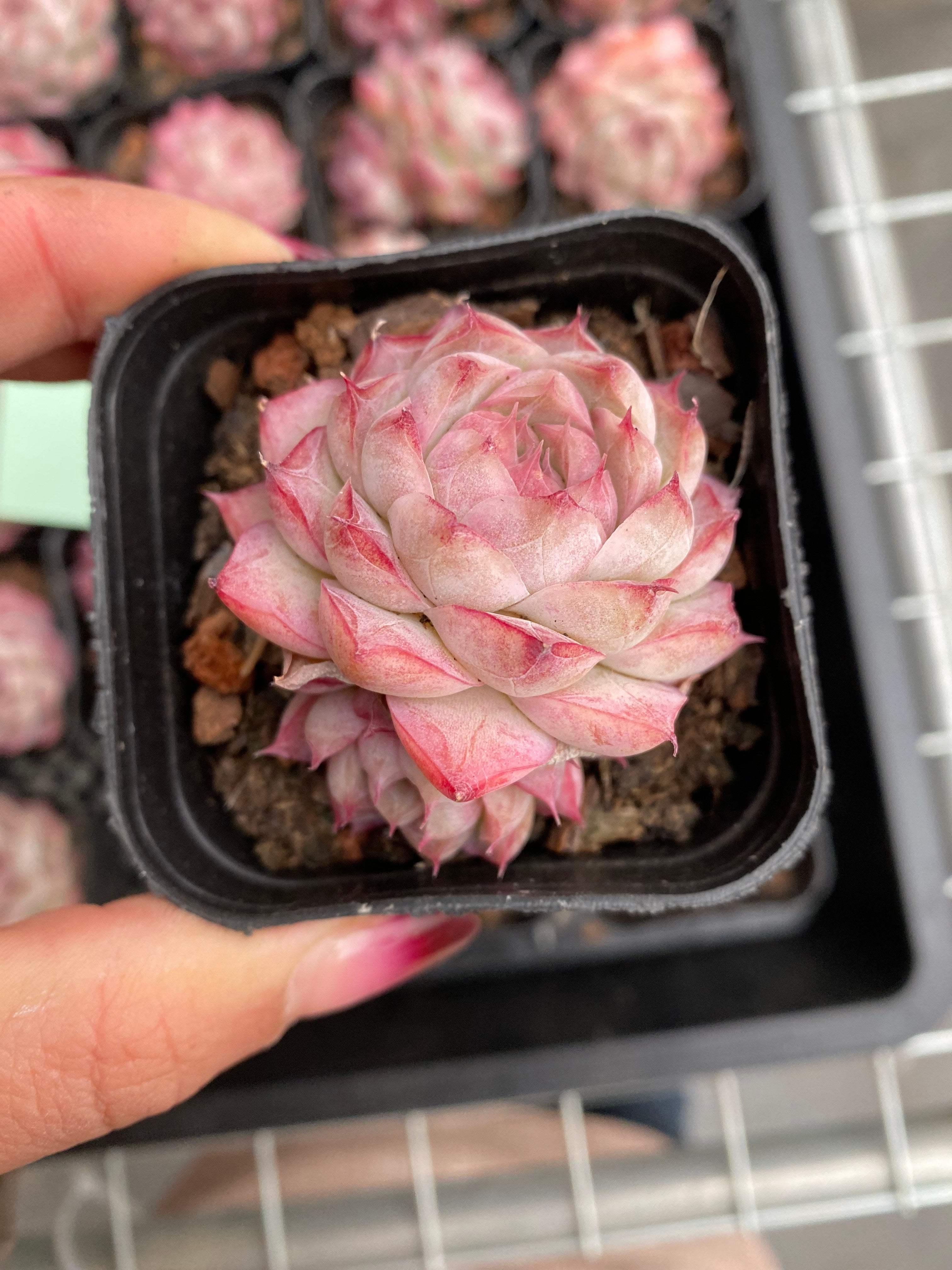 X195 エケベリア  クイーンオブピーチ