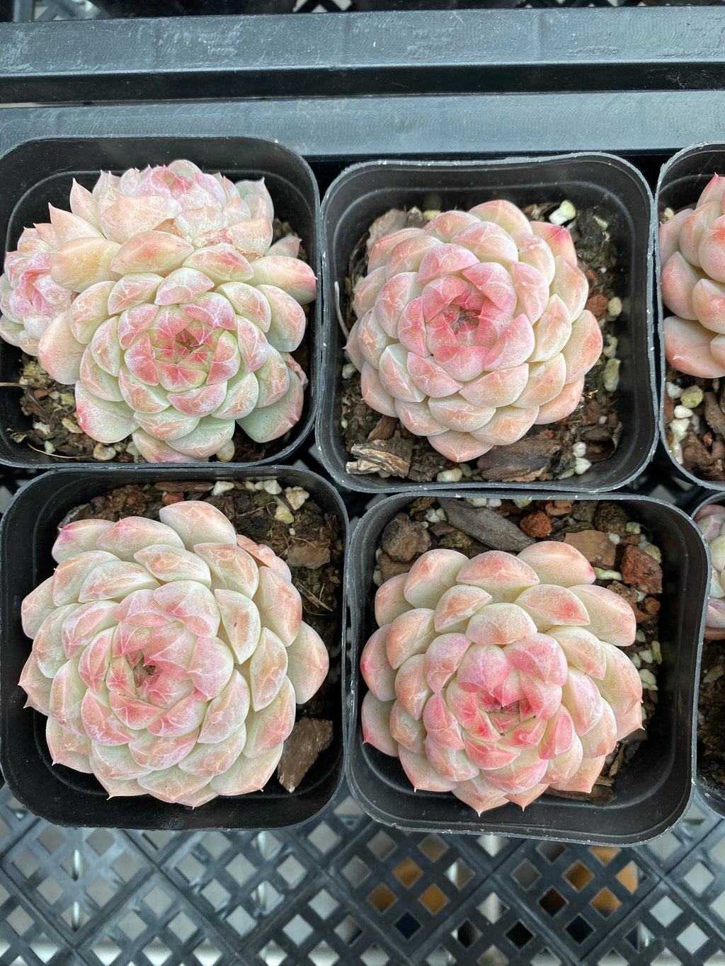 X196 エケベリア 夾竹桃