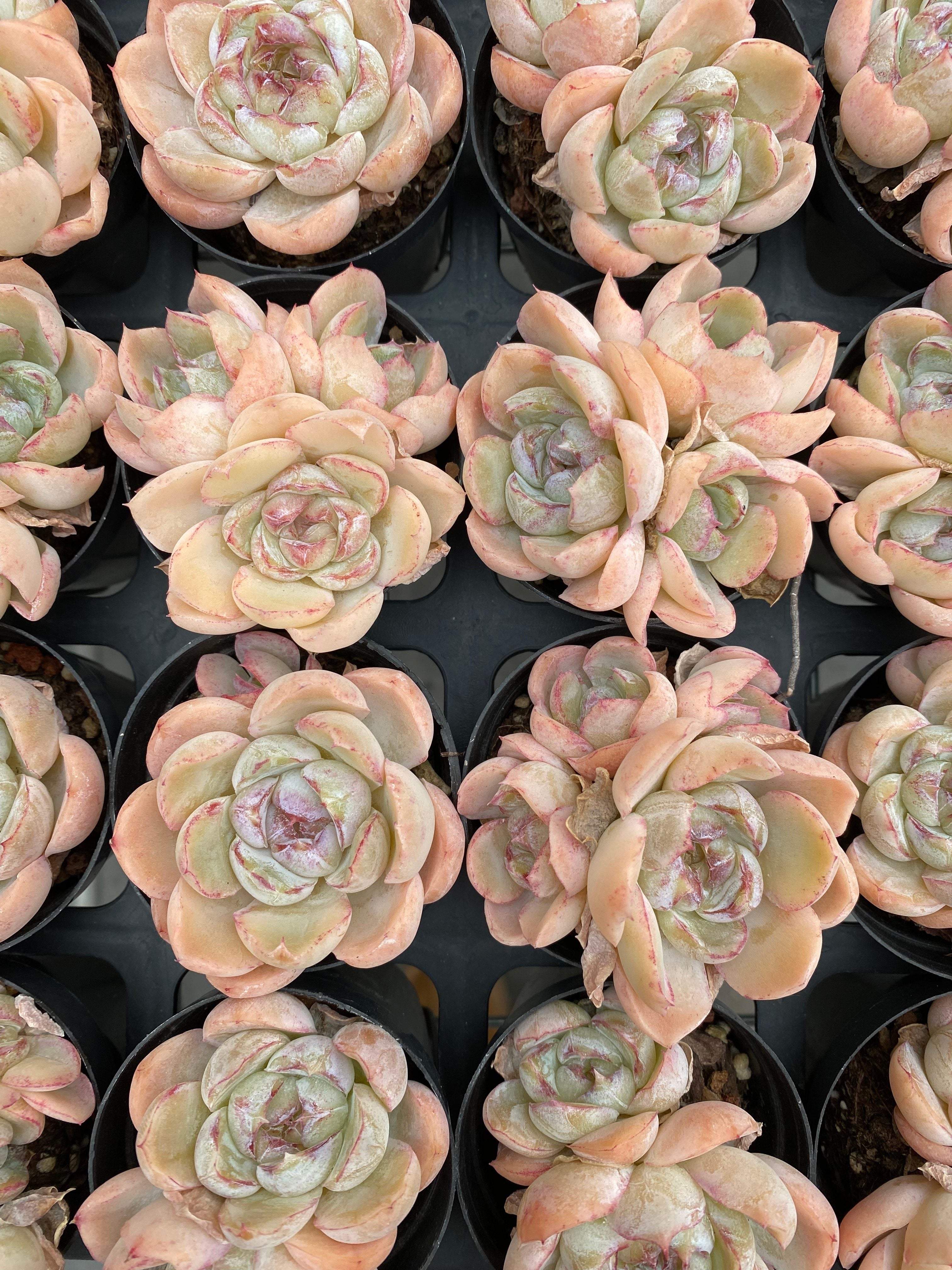 X197 エケベリア Panghu