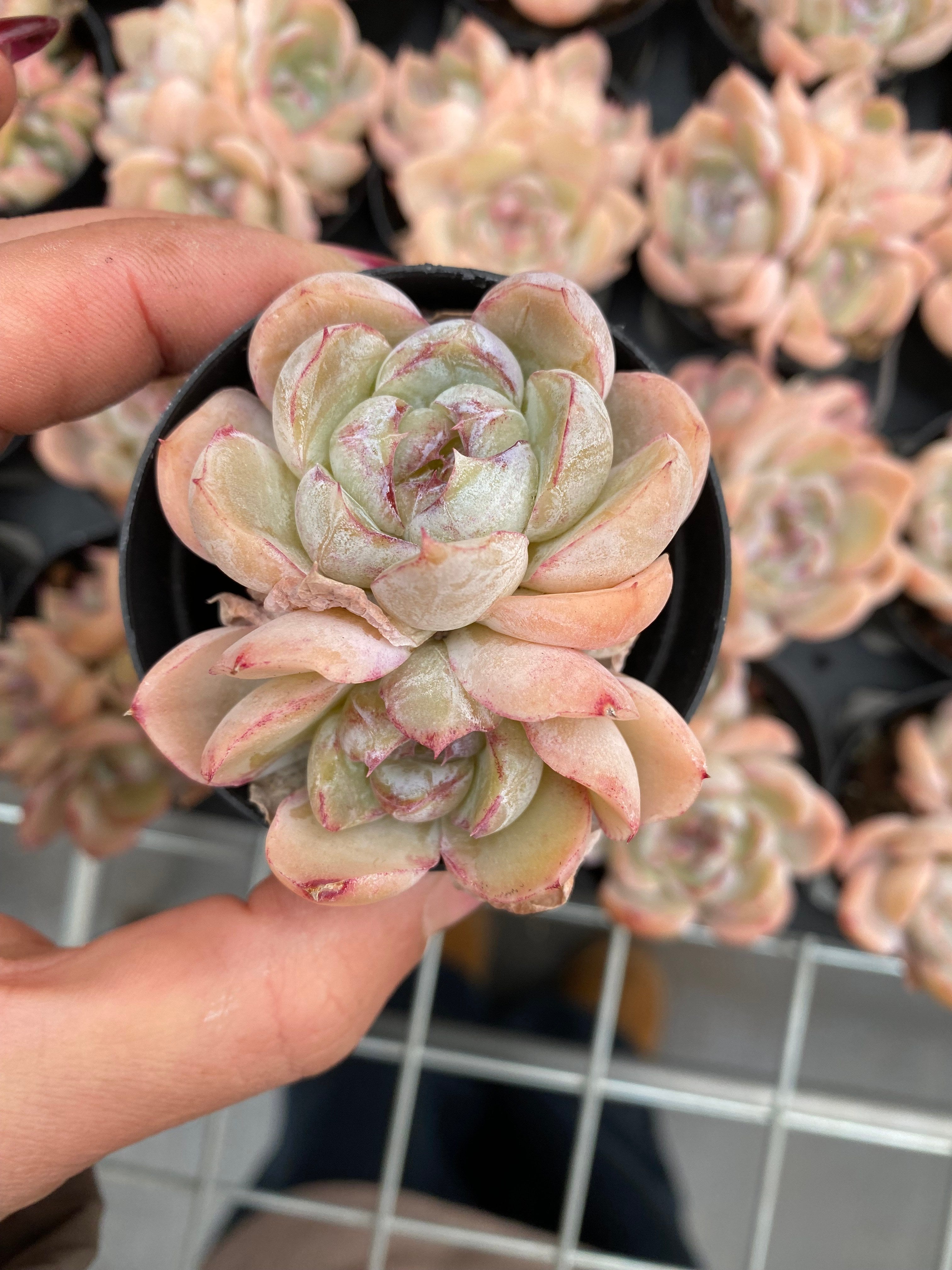 X197 エケベリア Panghu