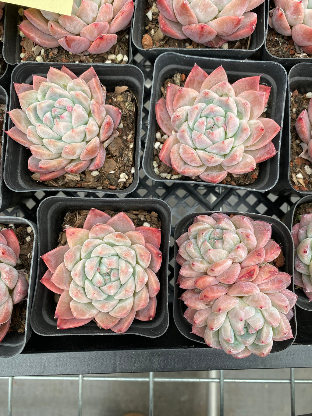 X198 エケベリア  ドリームスーツ