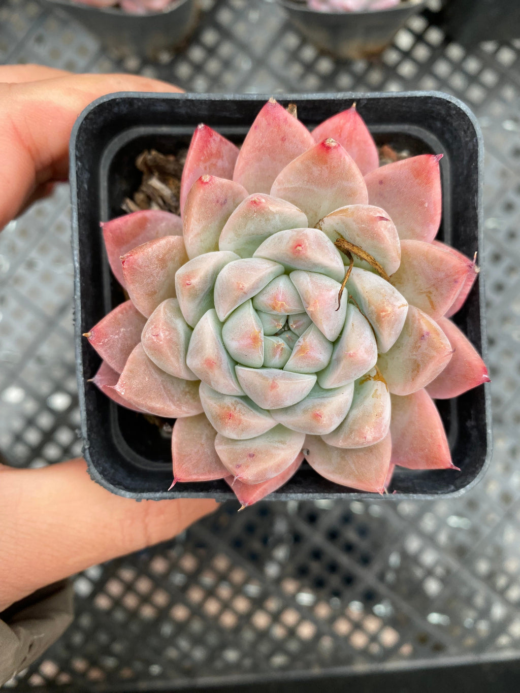 X198 エケベリア  ドリームスーツ