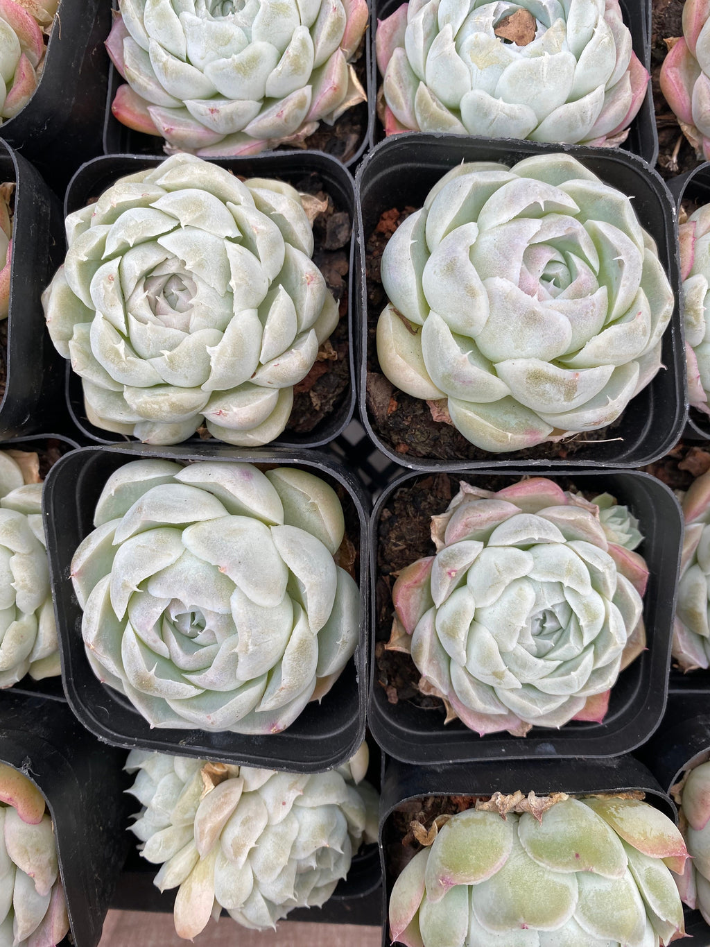 X199 エケベリア  雪絨球