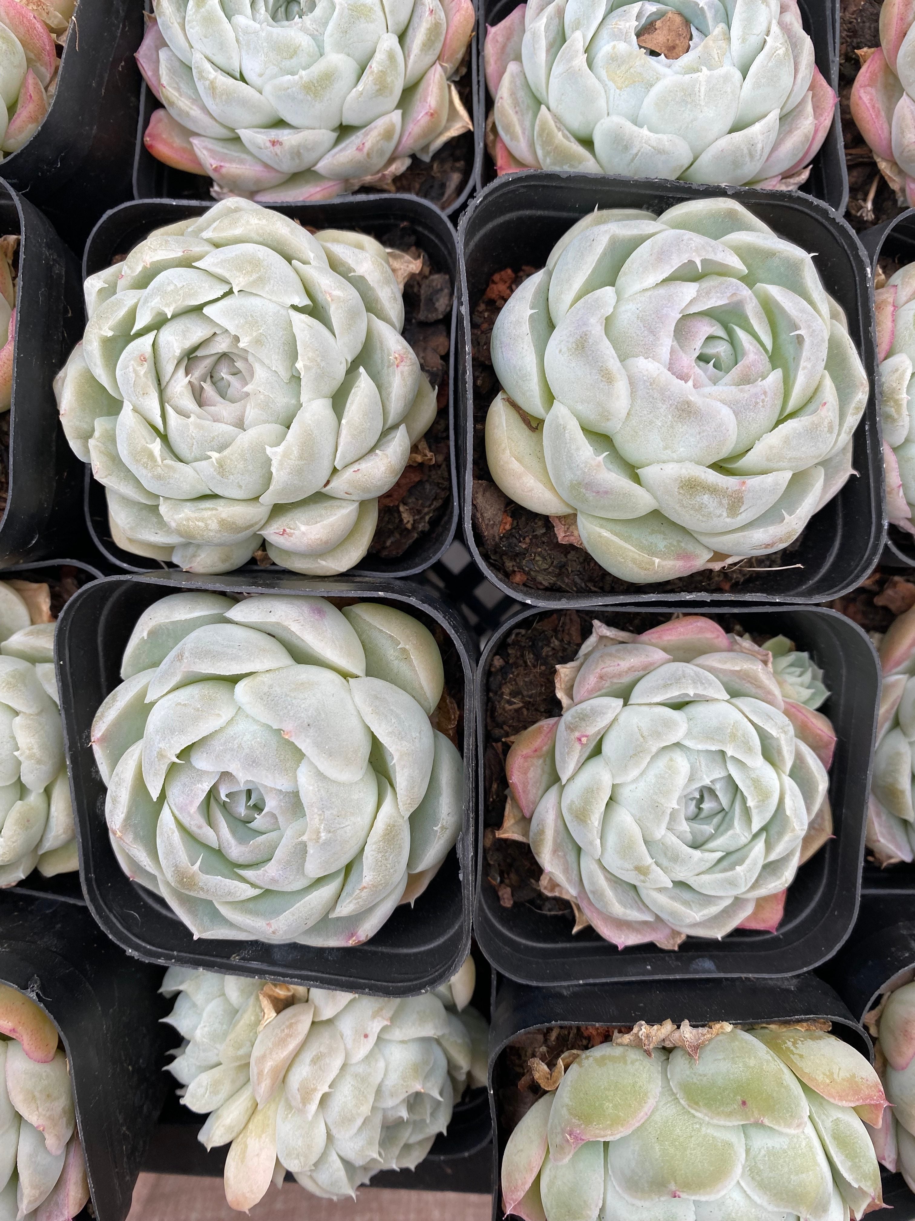 X199 エケベリア  雪絨球