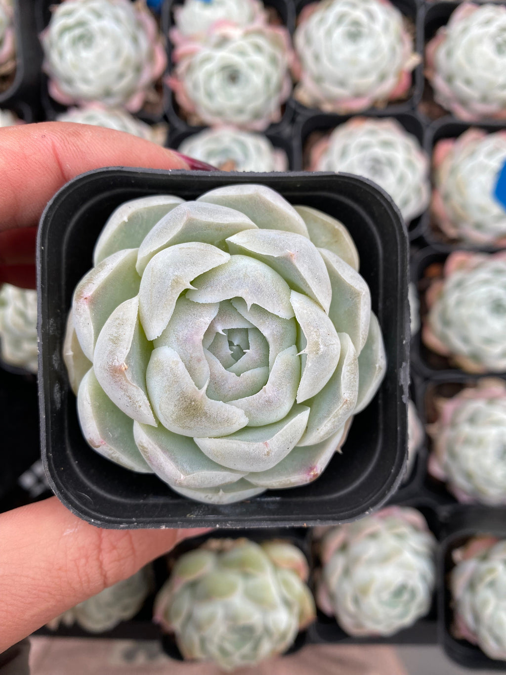 X199 エケベリア  雪絨球