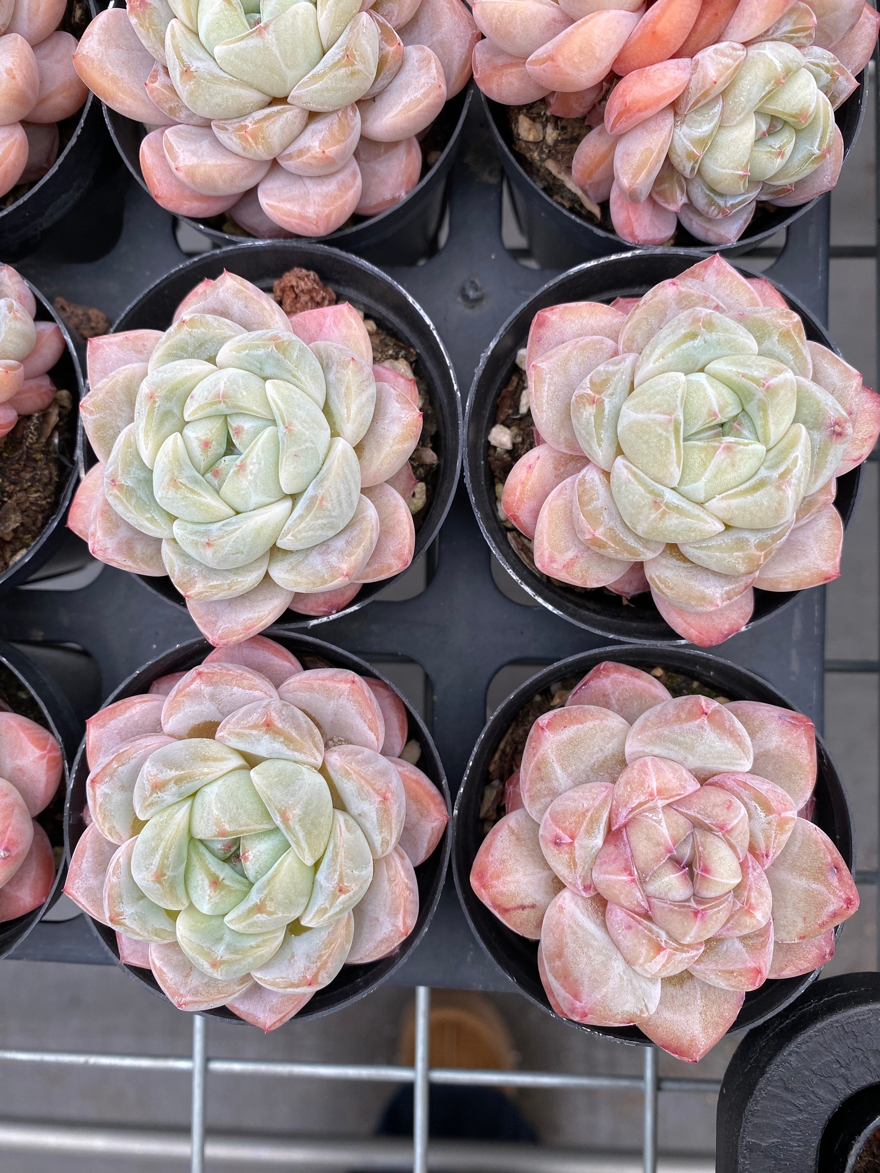 X200 エケベリア シックモンロー