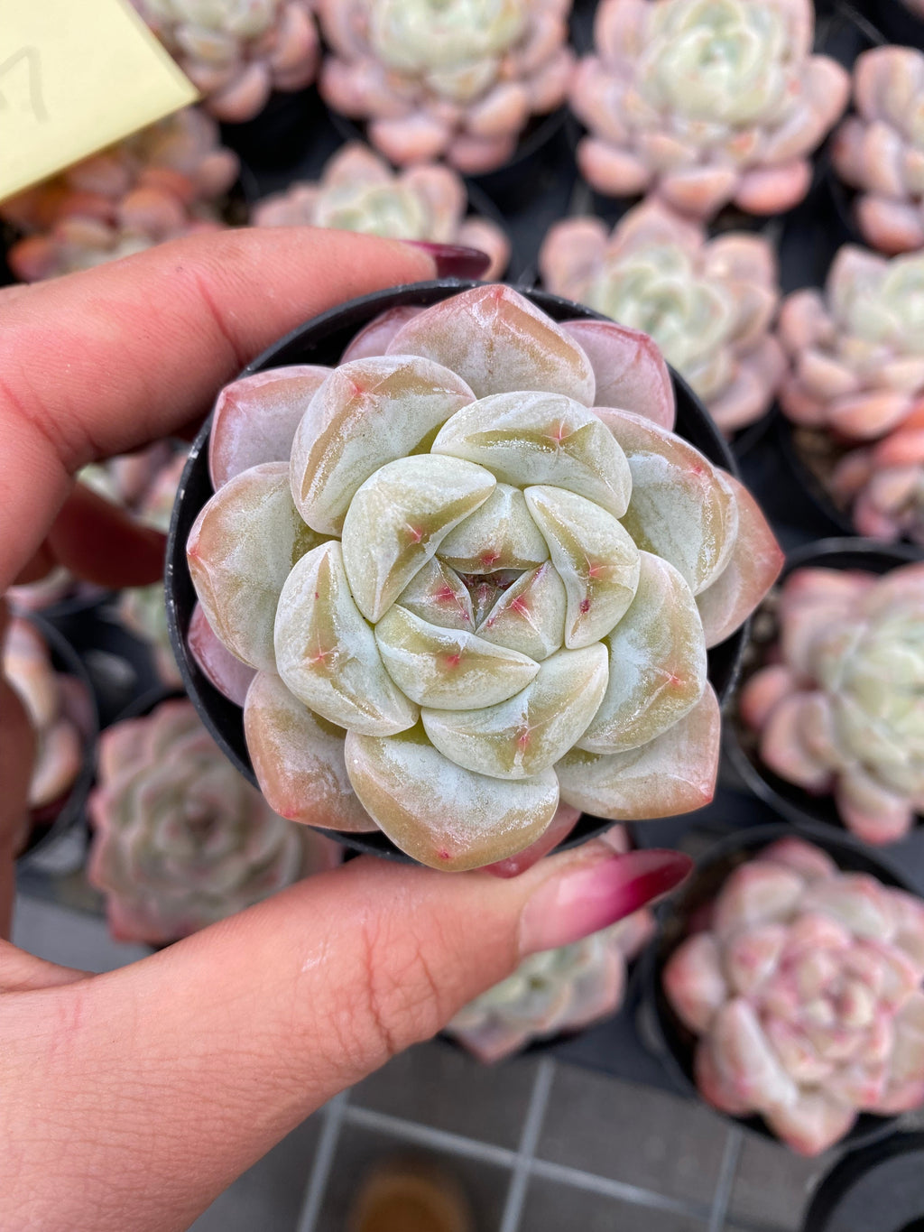 X200 エケベリア シックモンロー