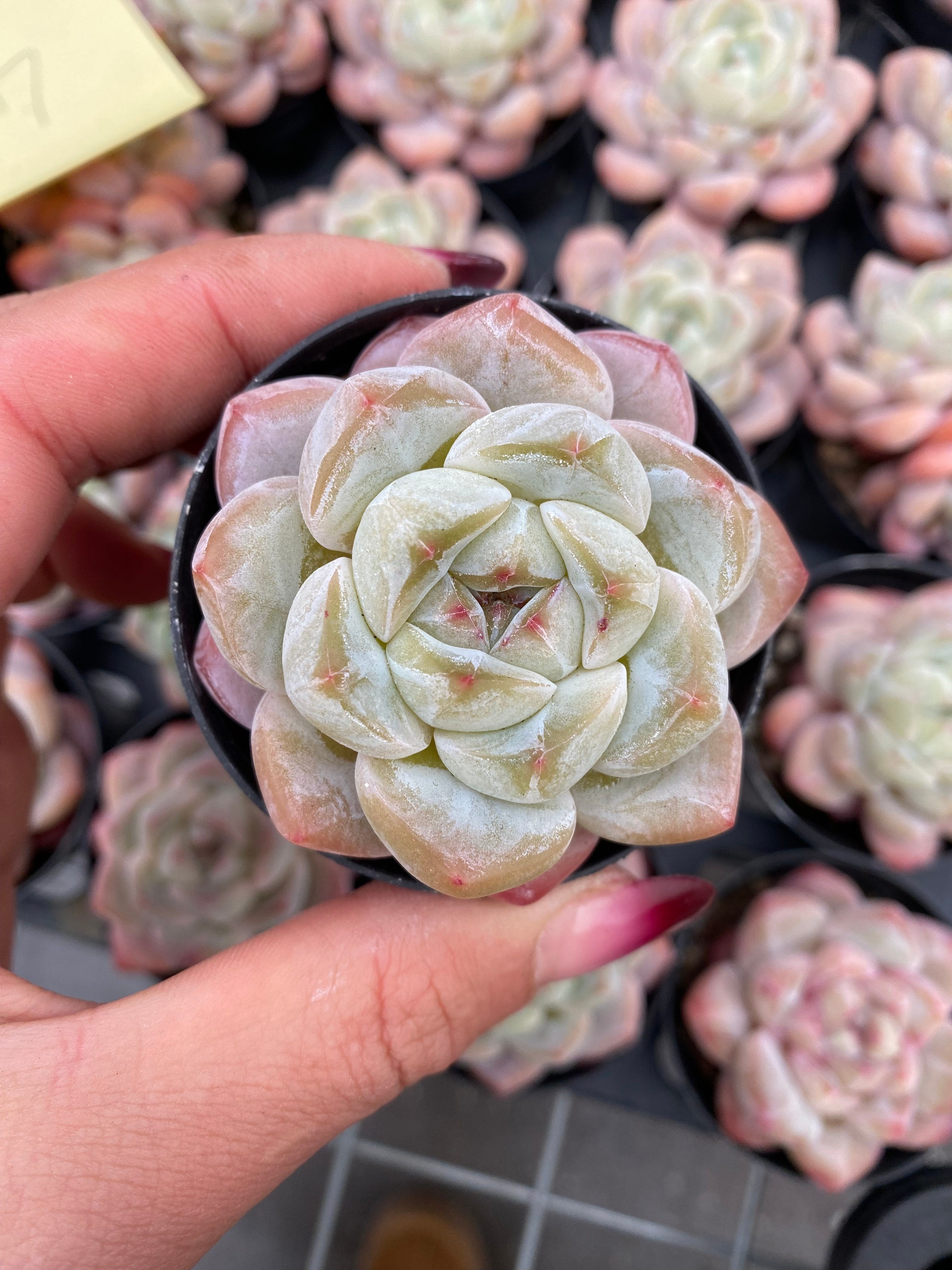 X200 エケベリア シックモンロー