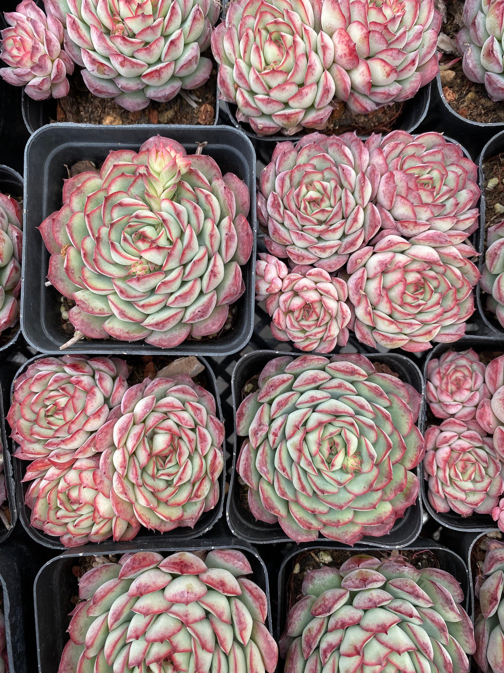 X201 エケベリア リトルブルースーツ