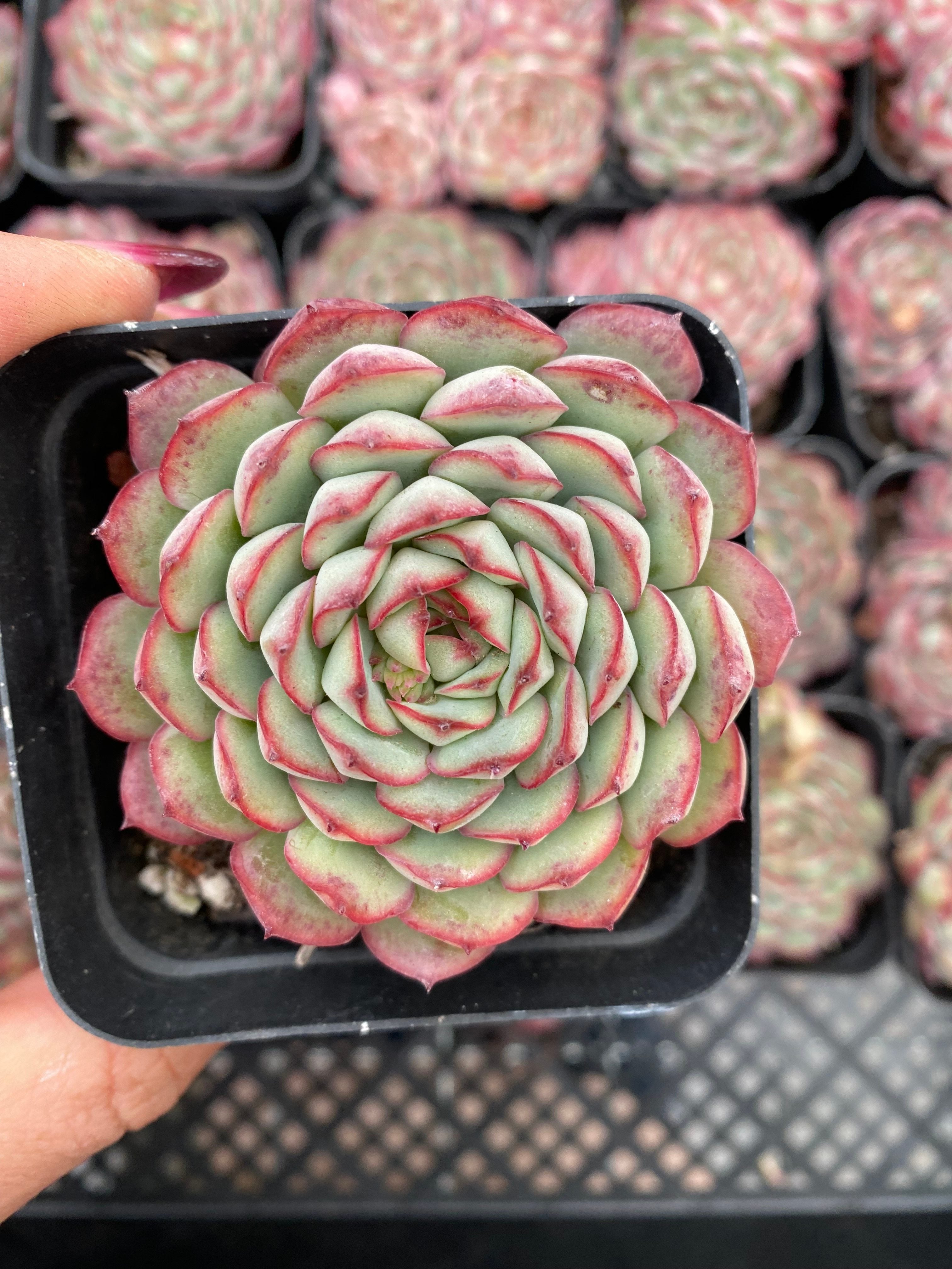 X201 エケベリア リトルブルースーツ