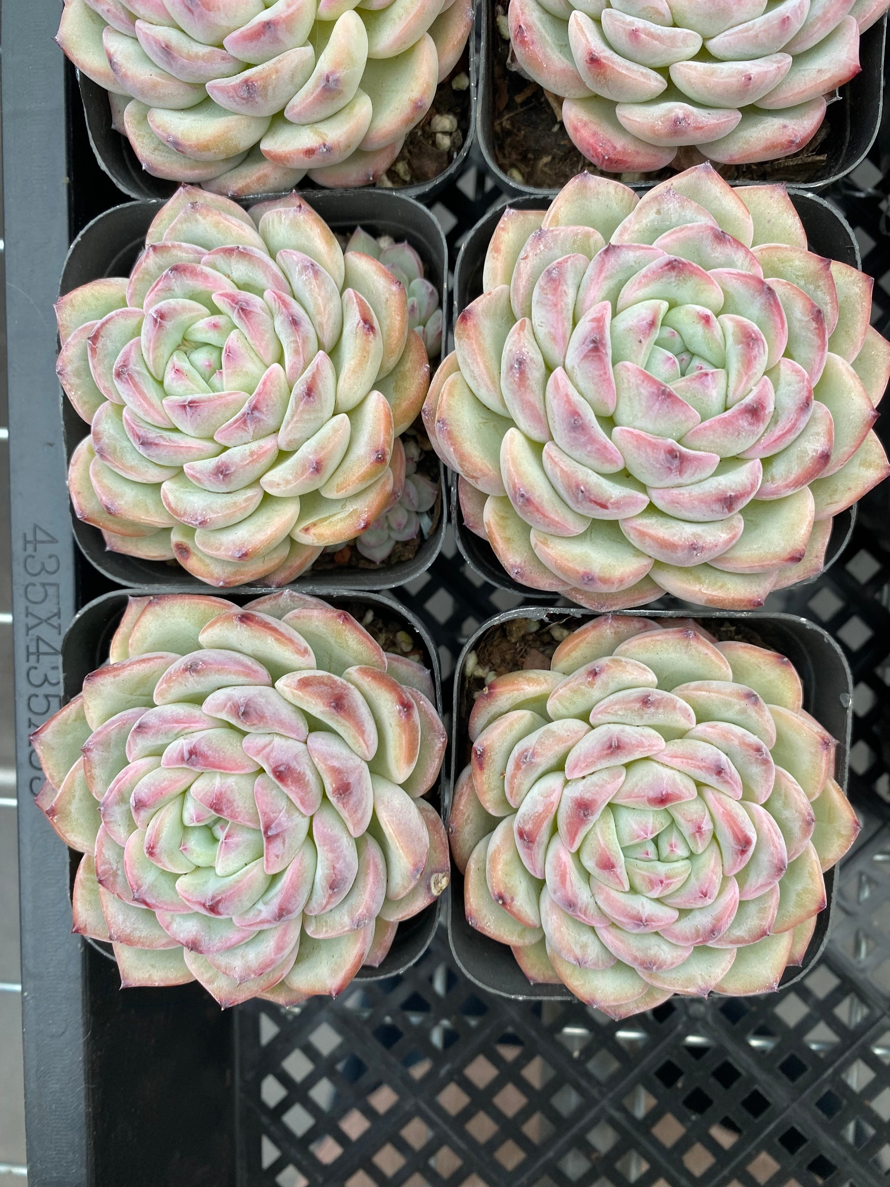 X202 エケベリア クリスマスローズ – 環球園芸