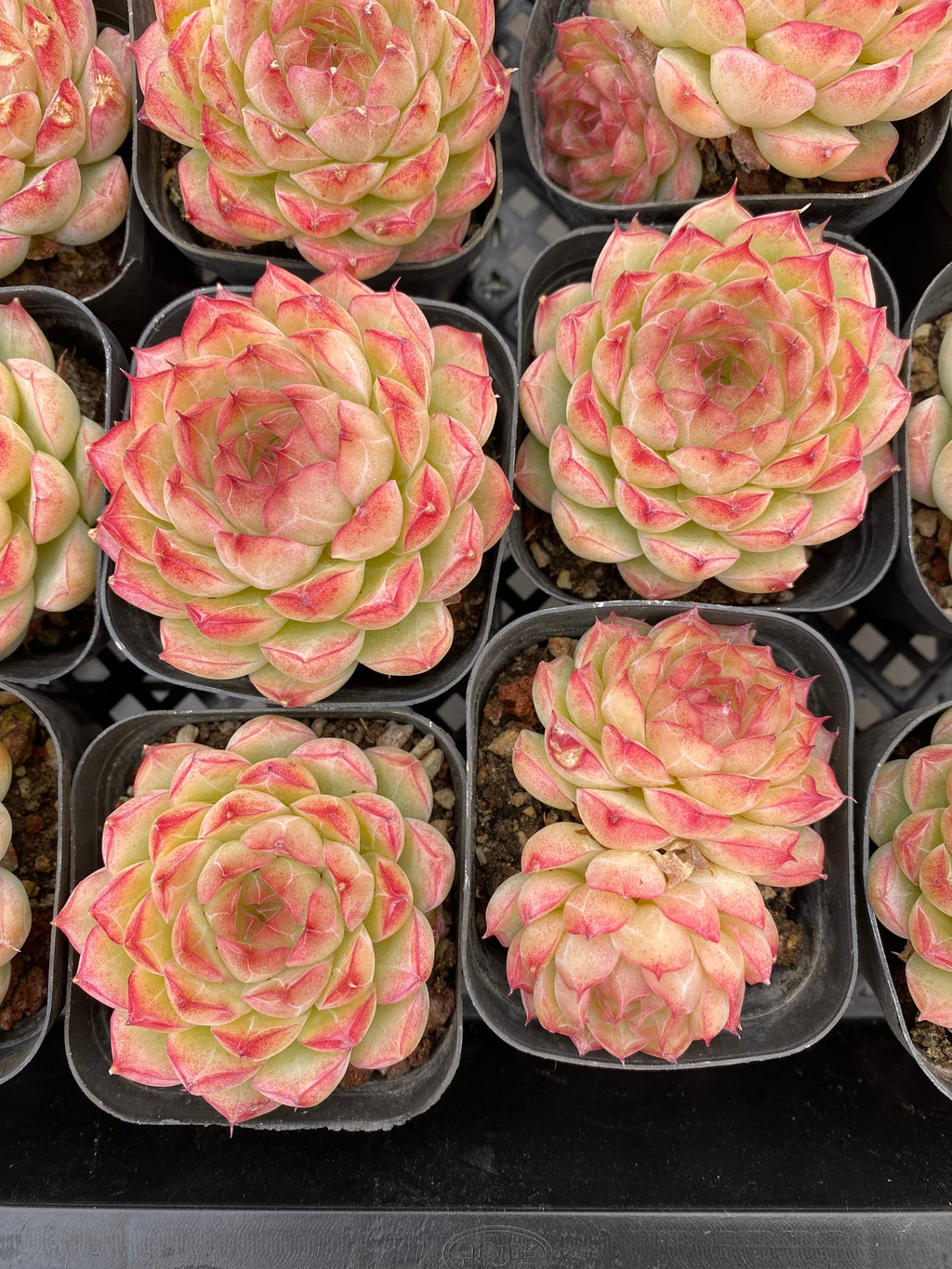 X203 エケベリア レッドフラワークイーン