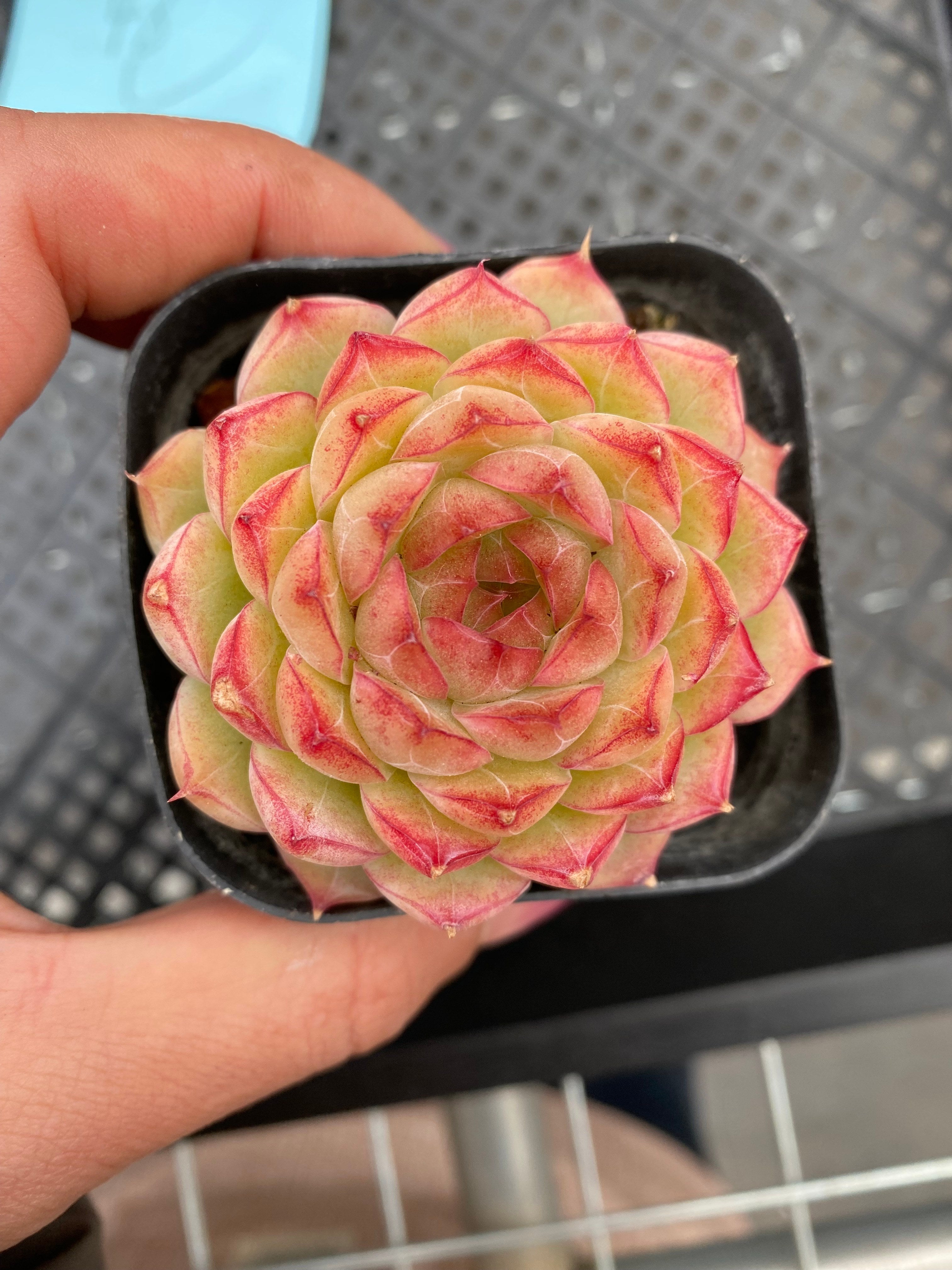 X203 エケベリア レッドフラワークイーン