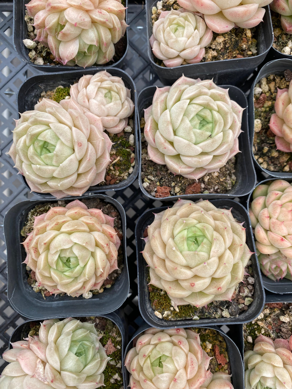 X204 エケベリア マルガンHYB