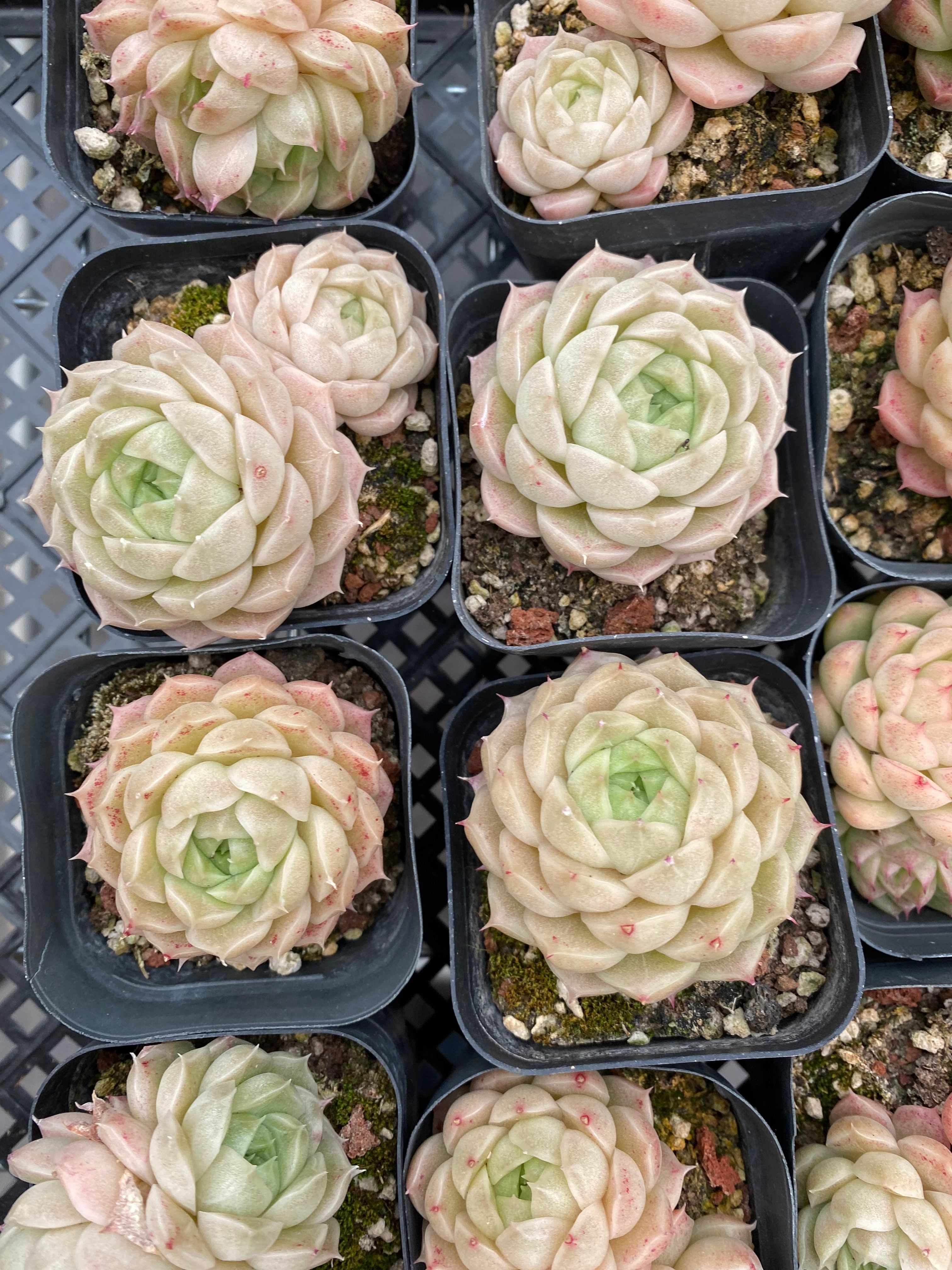 X204 エケベリア マルガンHYB