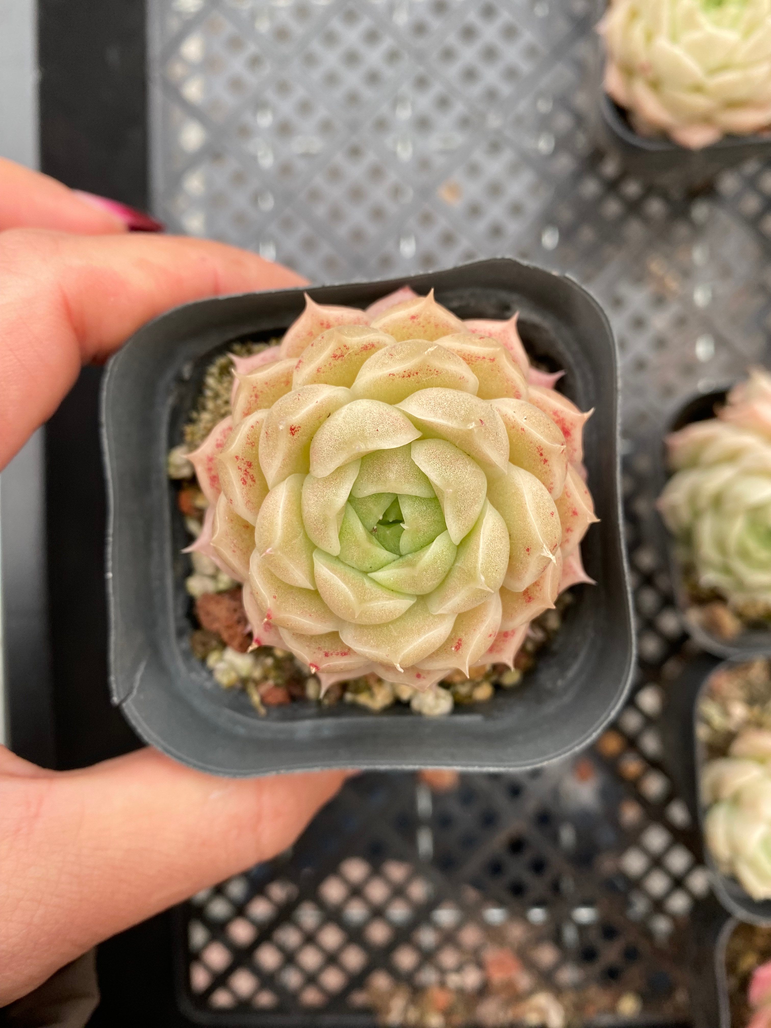 X204 エケベリア マルガンHYB