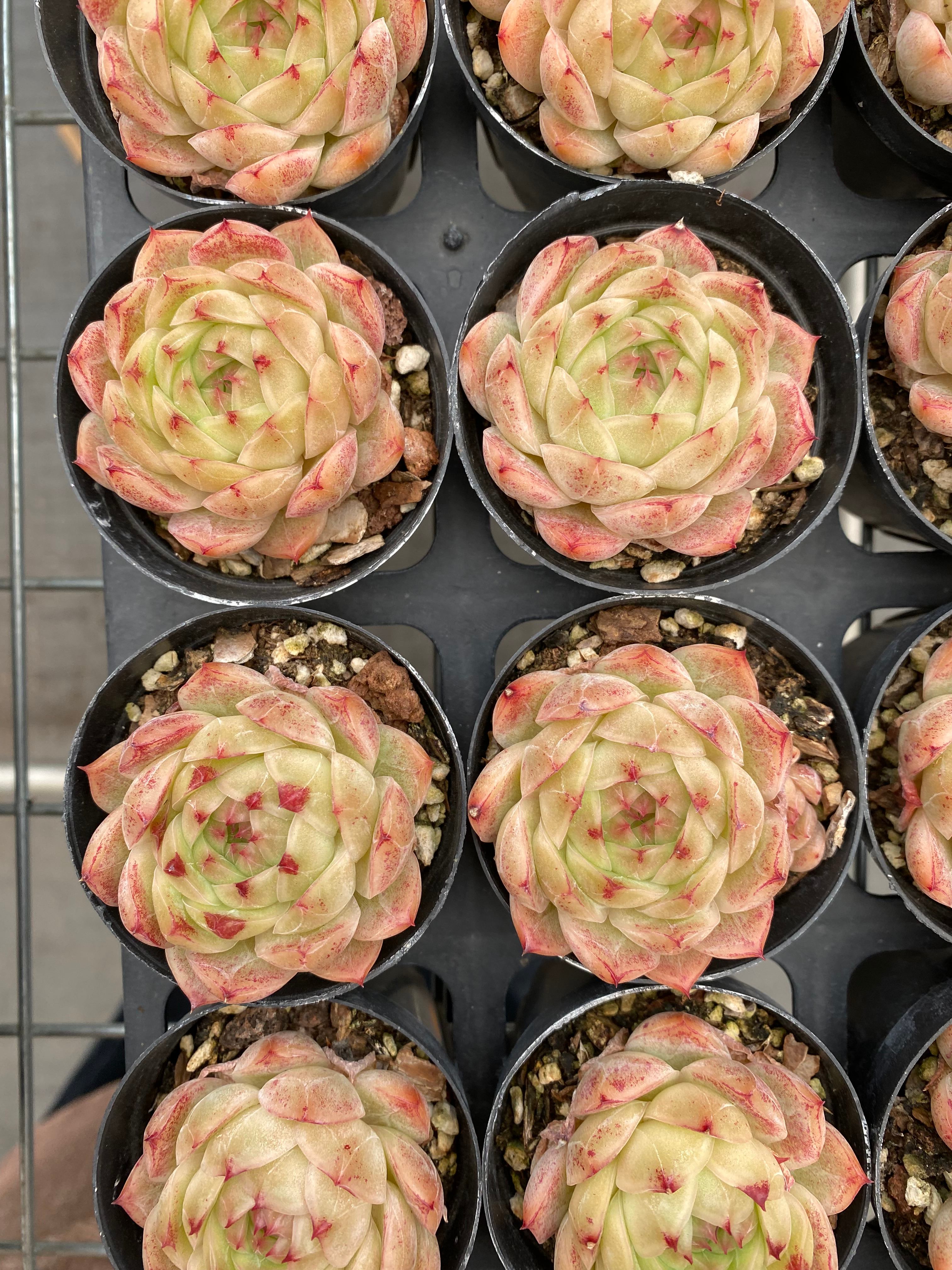 X205 エケベリア フェニックスファイヤー