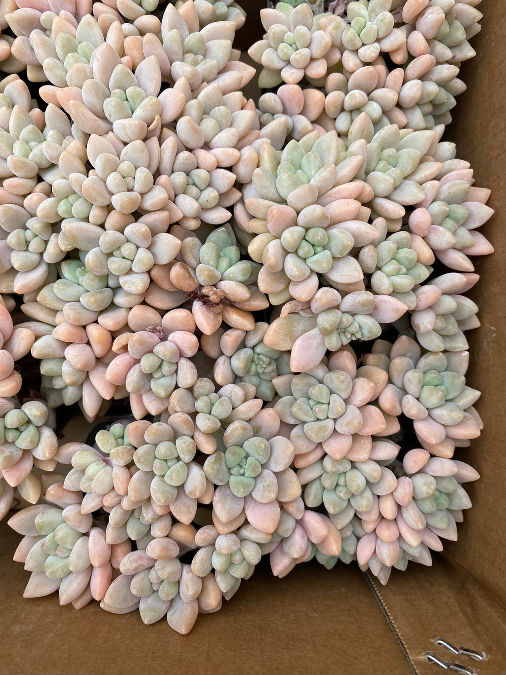 X206 エケベリア ライトクリーム