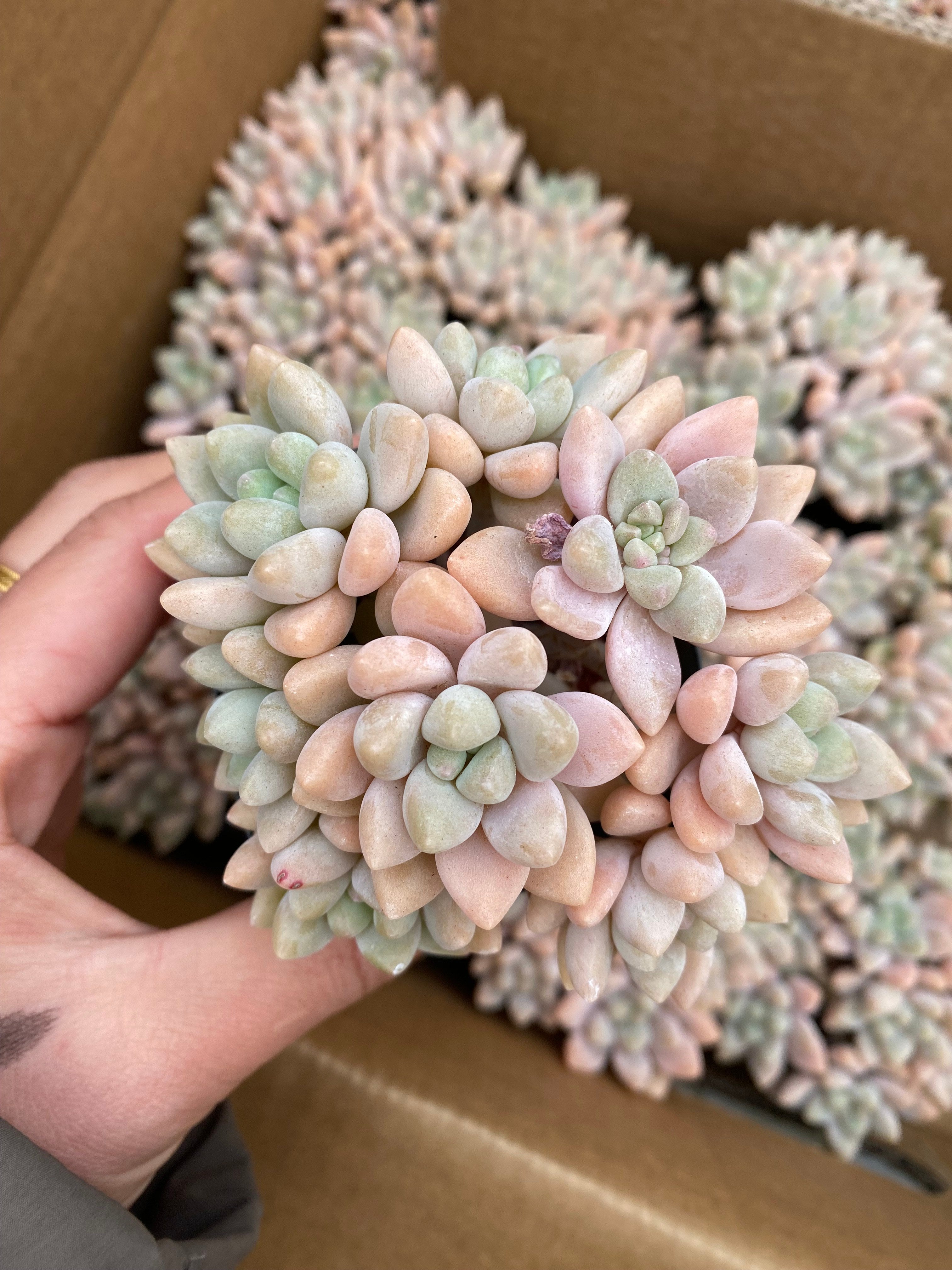 X206 エケベリア ライトクリーム