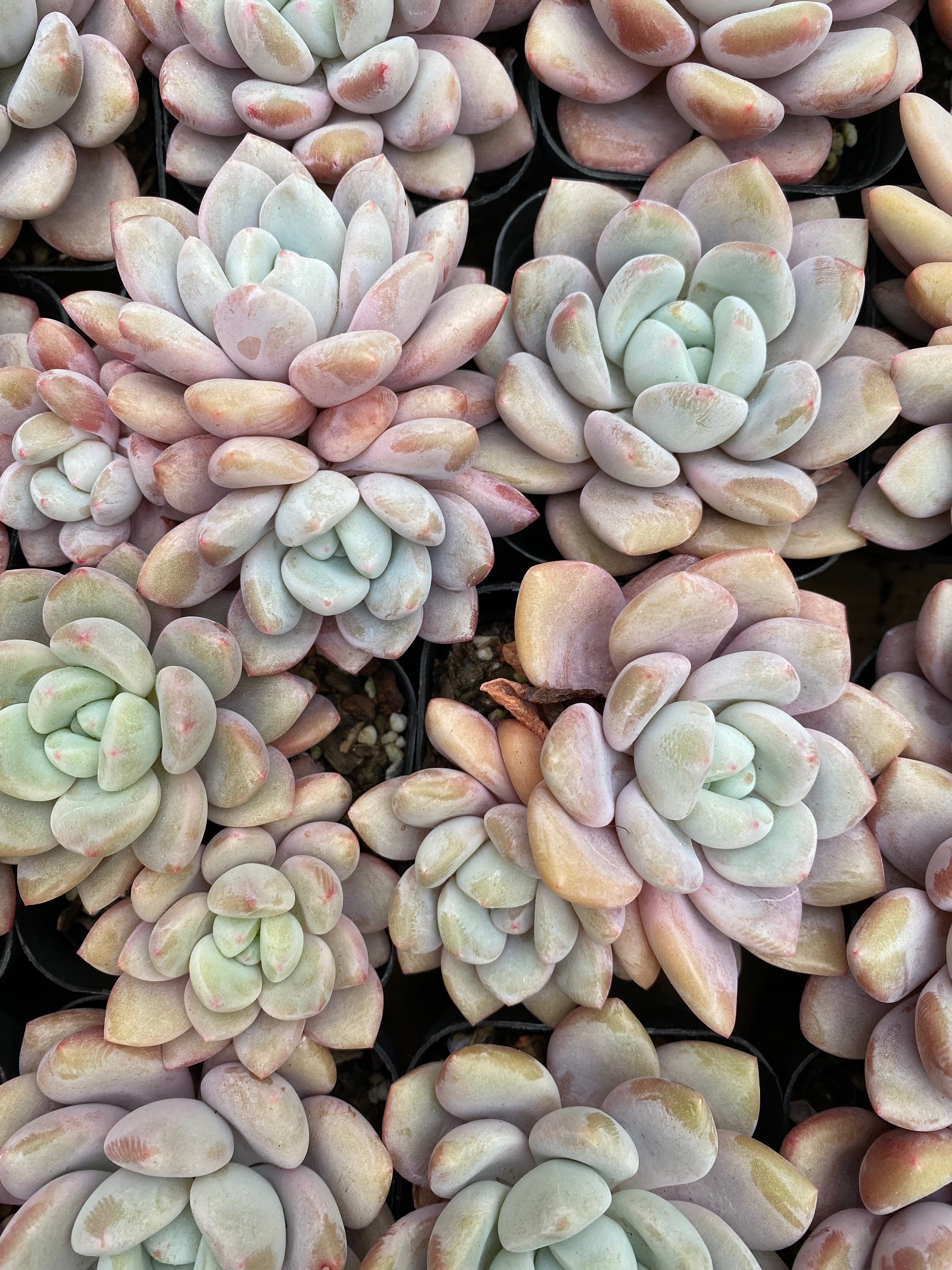 X207 エケベリア  粉兔