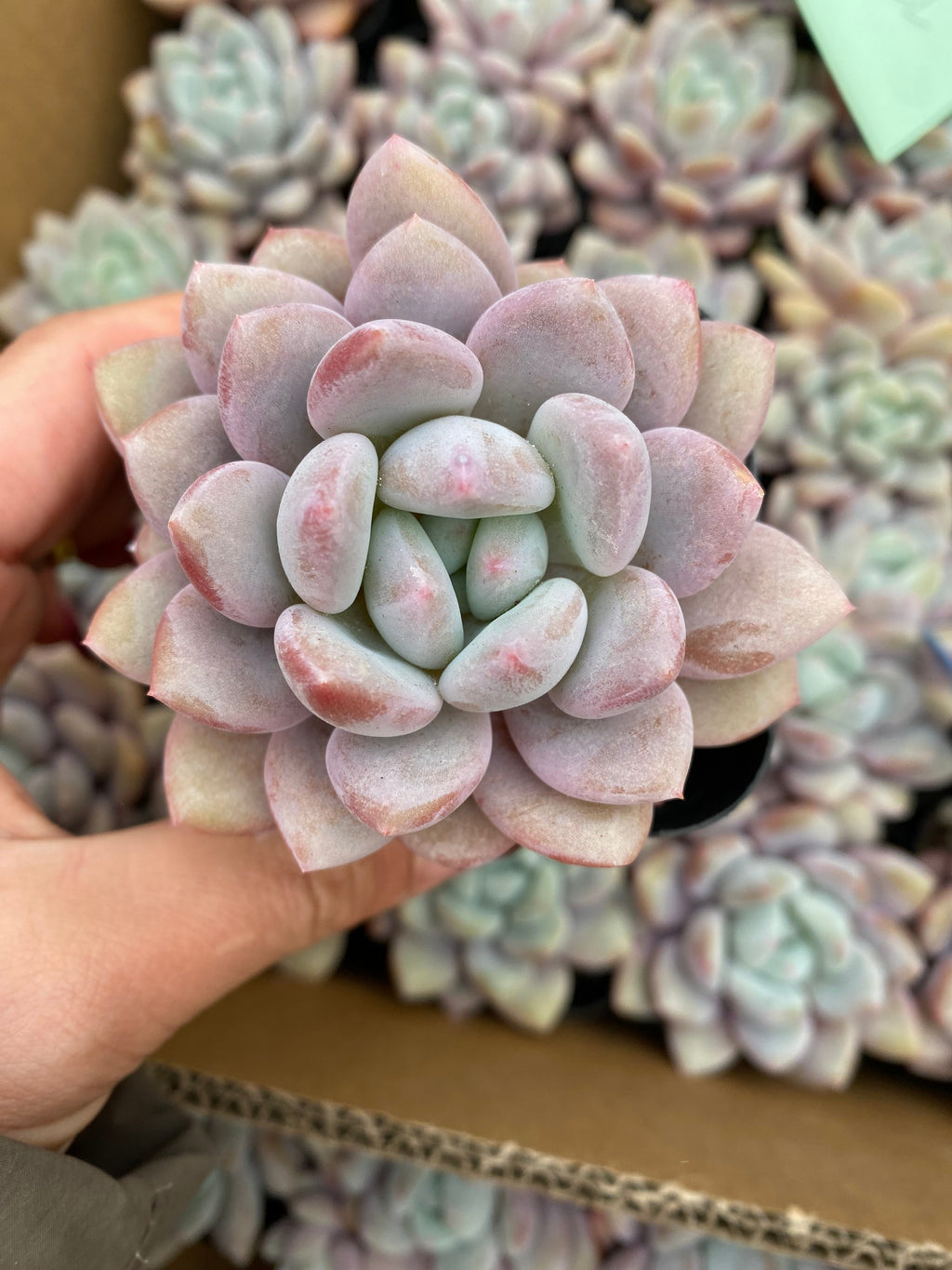 X207 エケベリア  粉兔