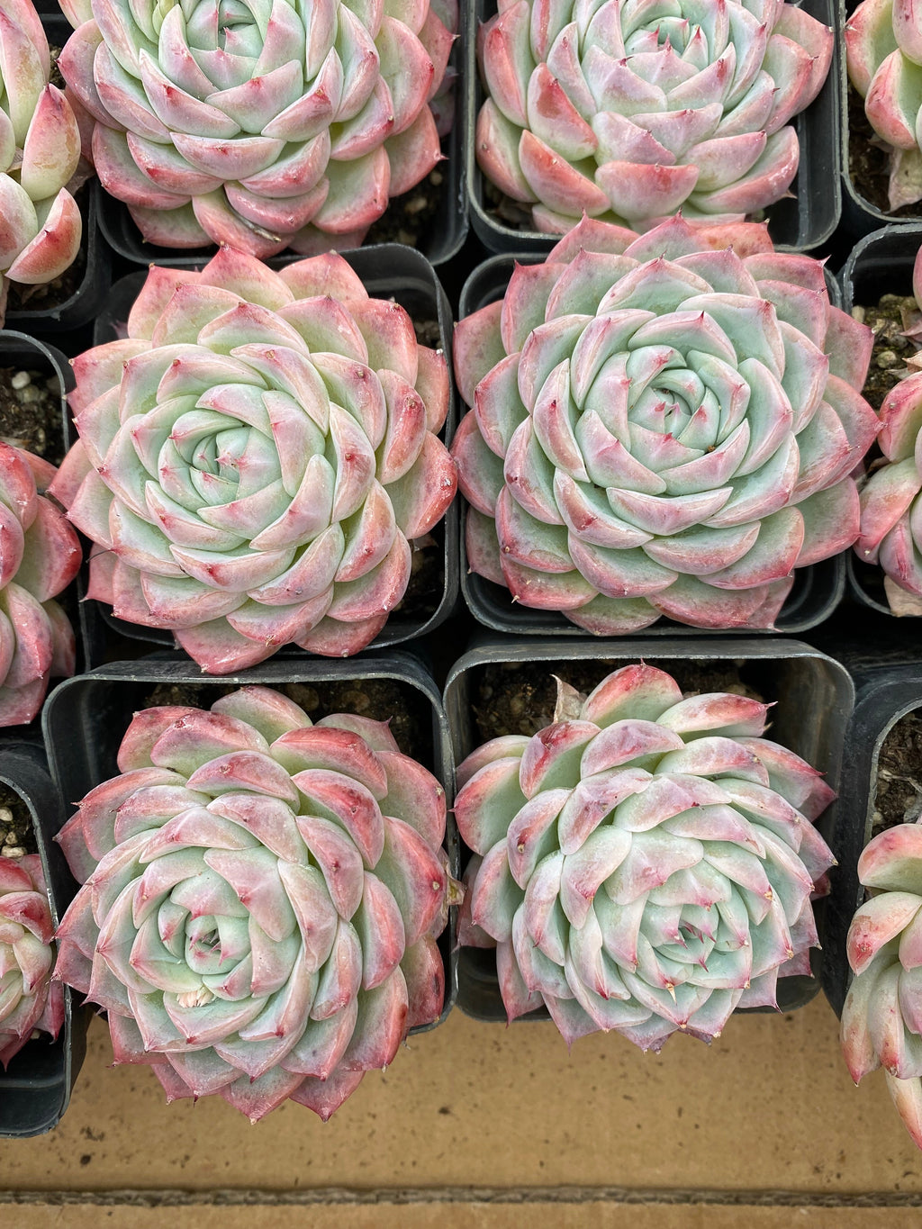 X208 エケベリア ピンク・クリスタル・ローズ