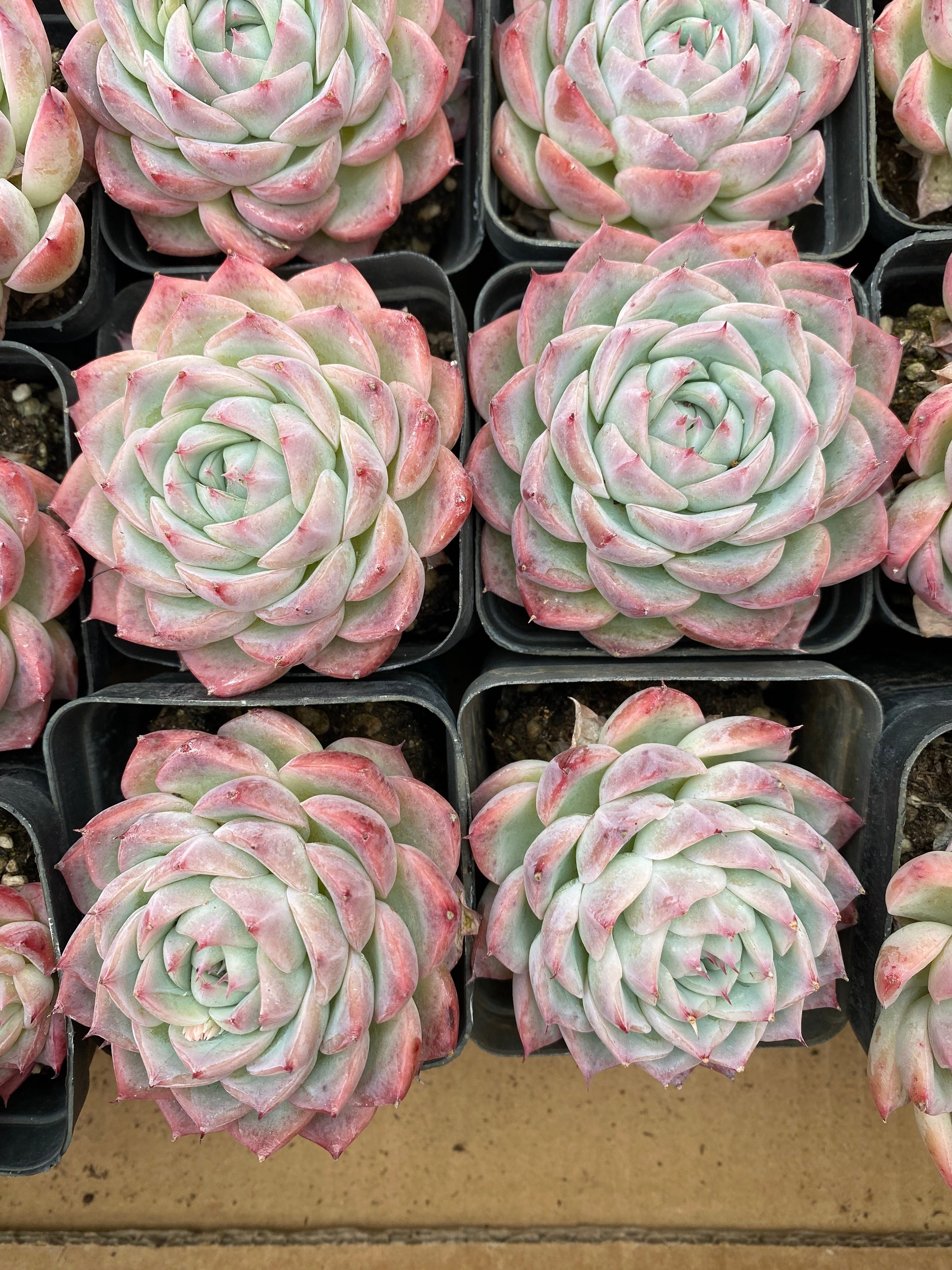 X208 エケベリア ピンク・クリスタル・ローズ