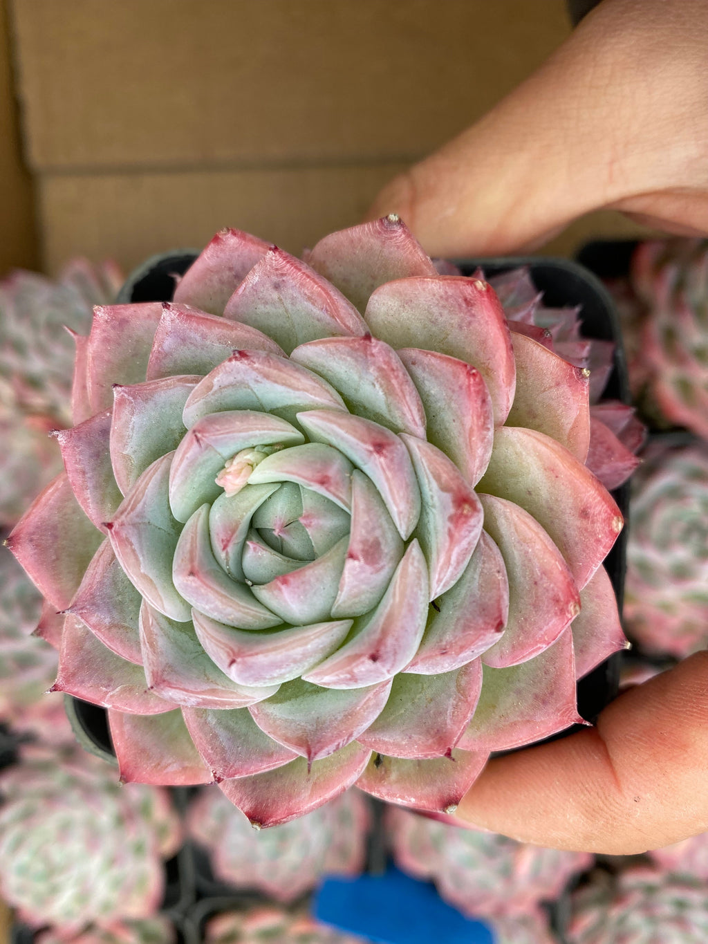 X208 エケベリア ピンク・クリスタル・ローズ