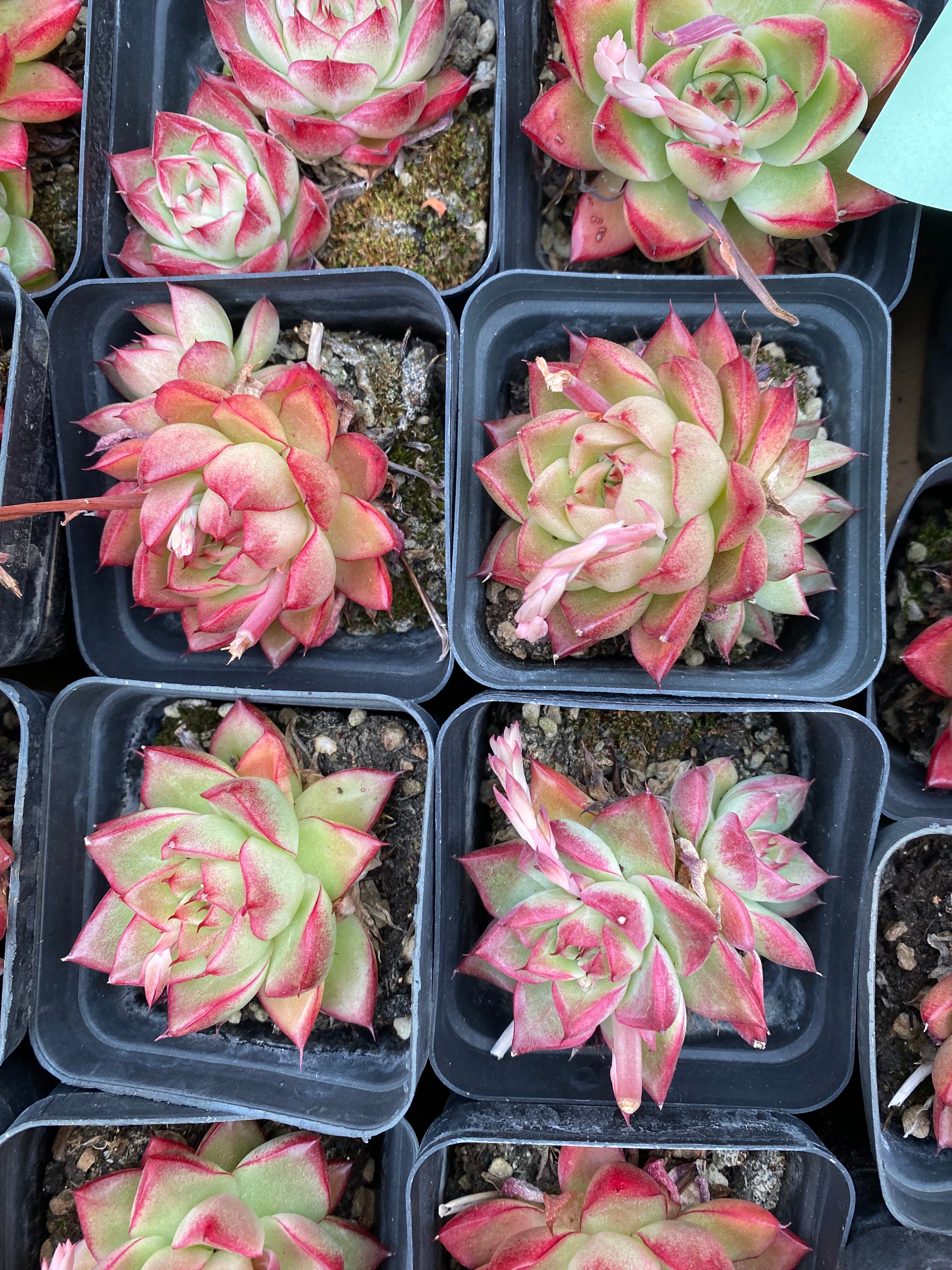 X209 エケベリア ドリームクイーン – 環球園芸