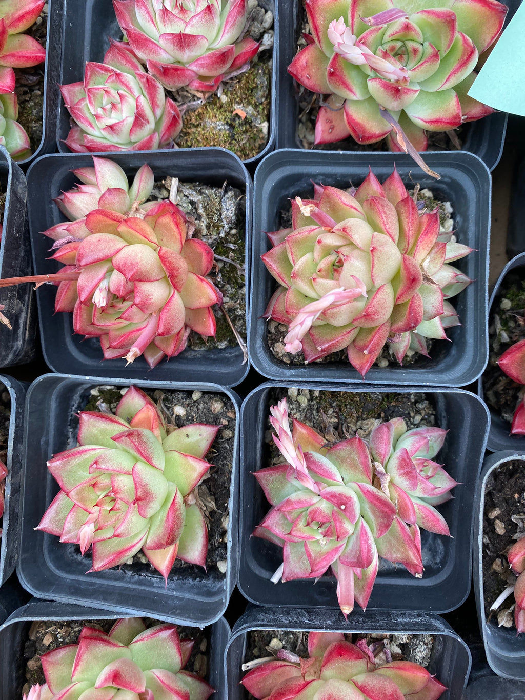 X209 エケベリア  ドリームクイーン 