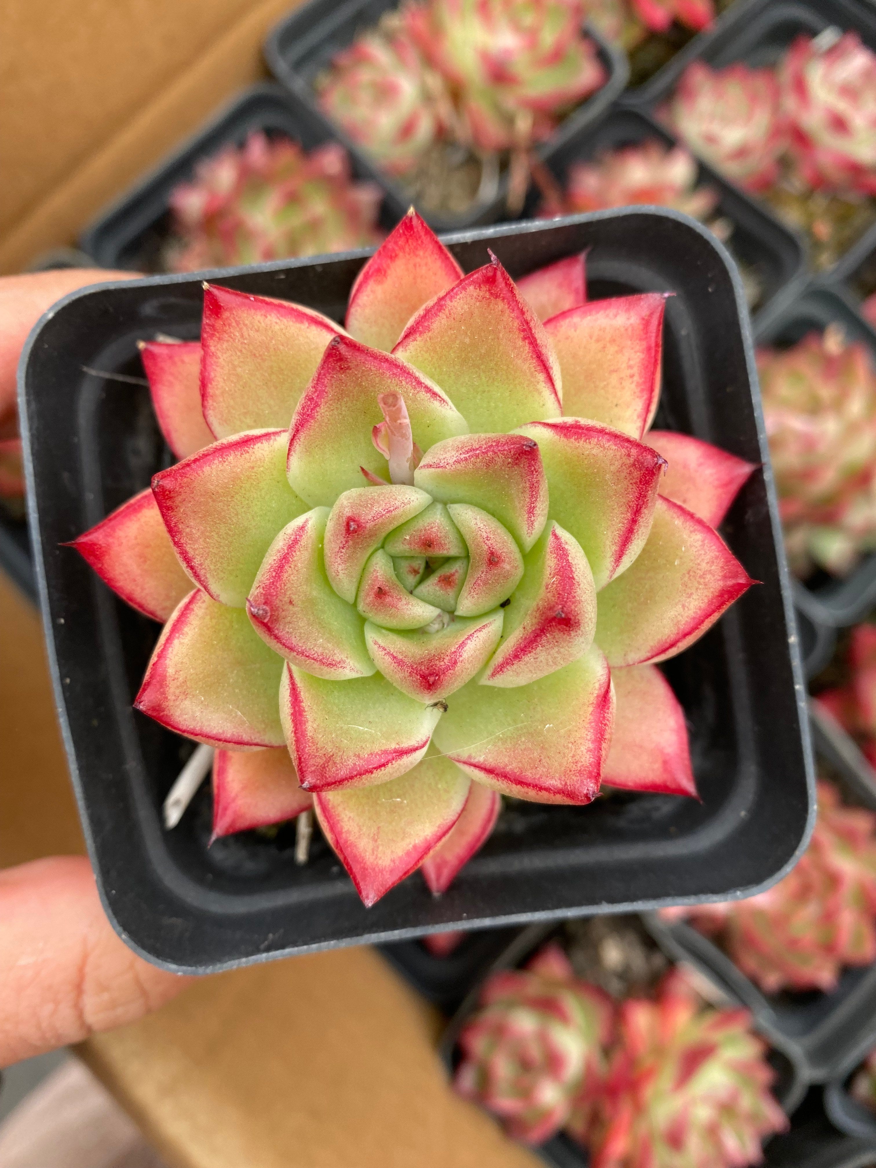 X209 エケベリア  ドリームクイーン 