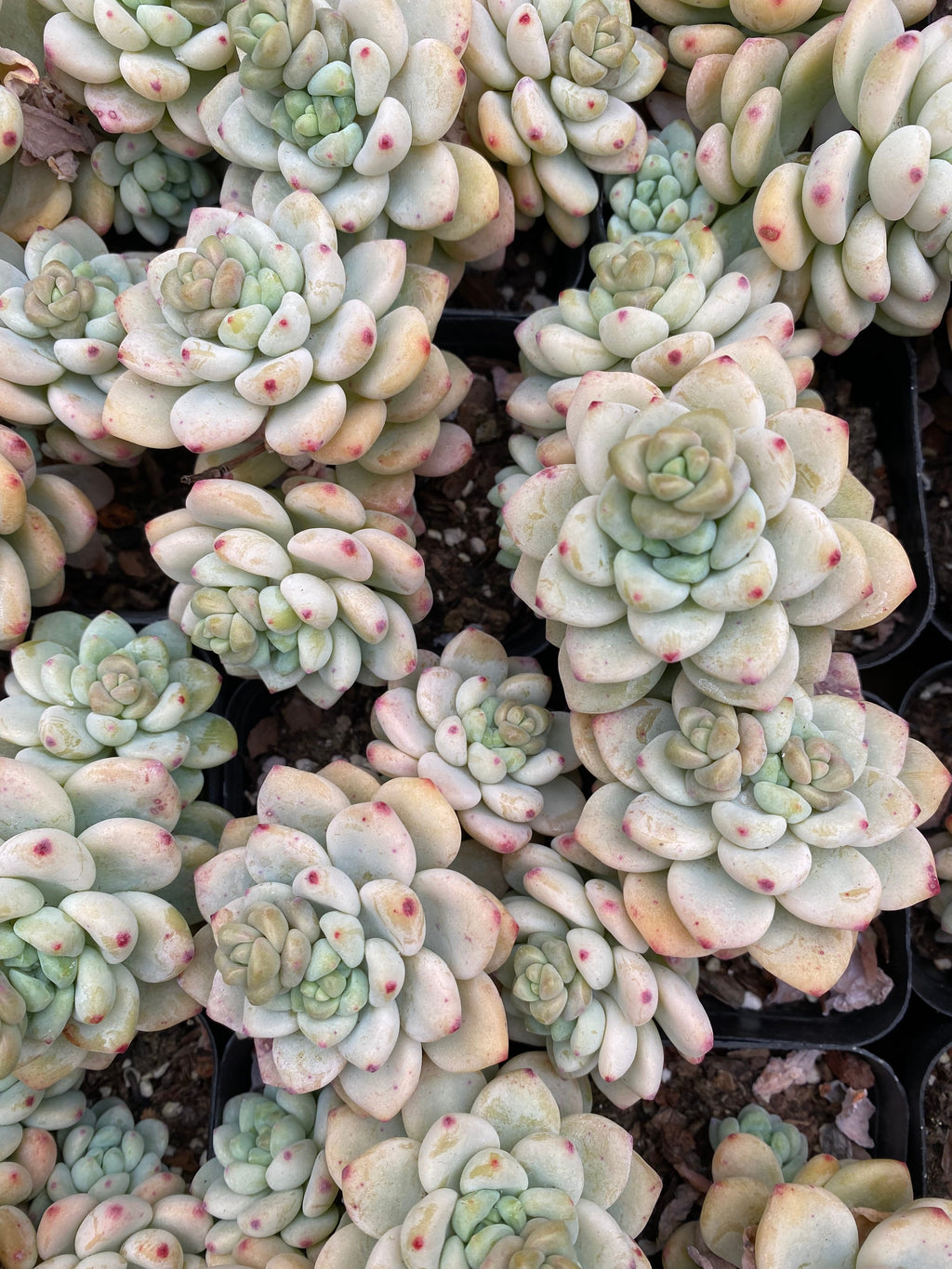 X210 エケベリア ソフトフレグランス