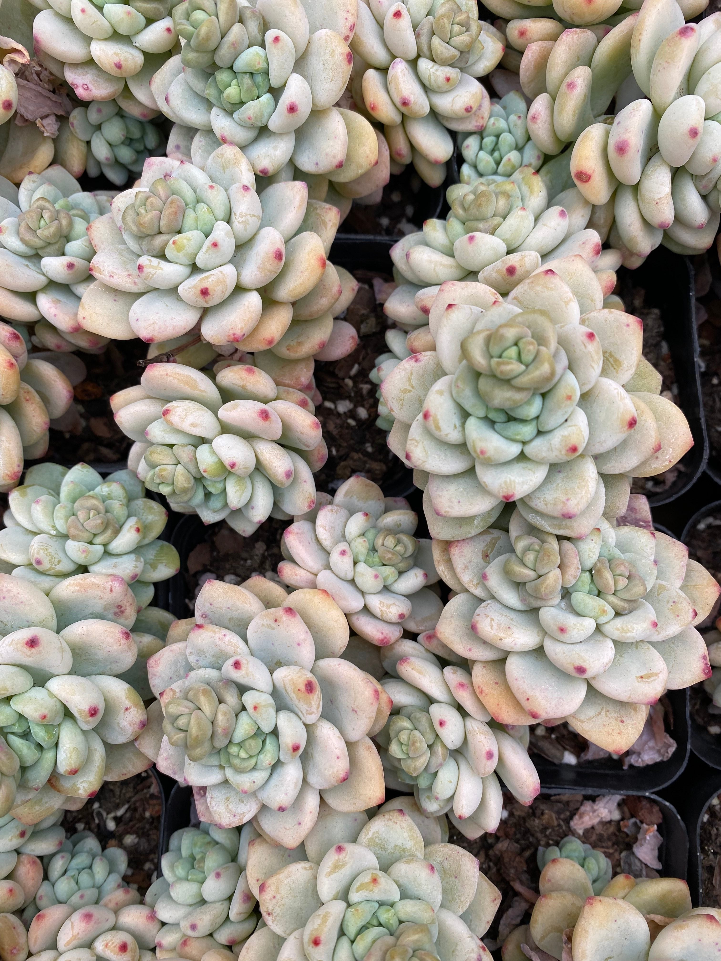 X210 エケベリア ソフトフレグランス