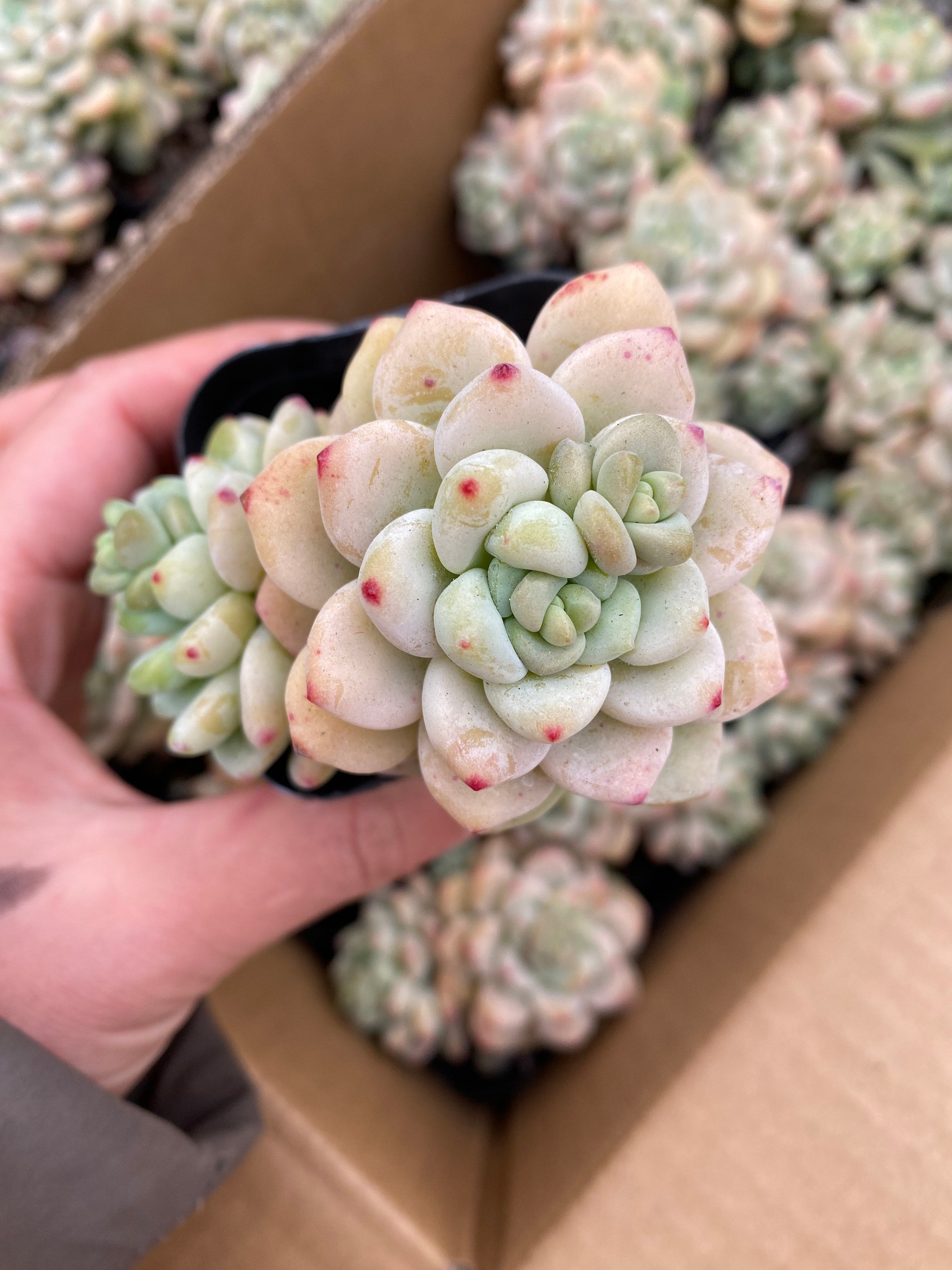 X210 エケベリア ソフトフレグランス