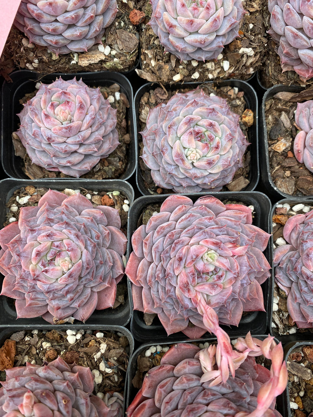 X211 エケベリア ピンクアイラッシュ