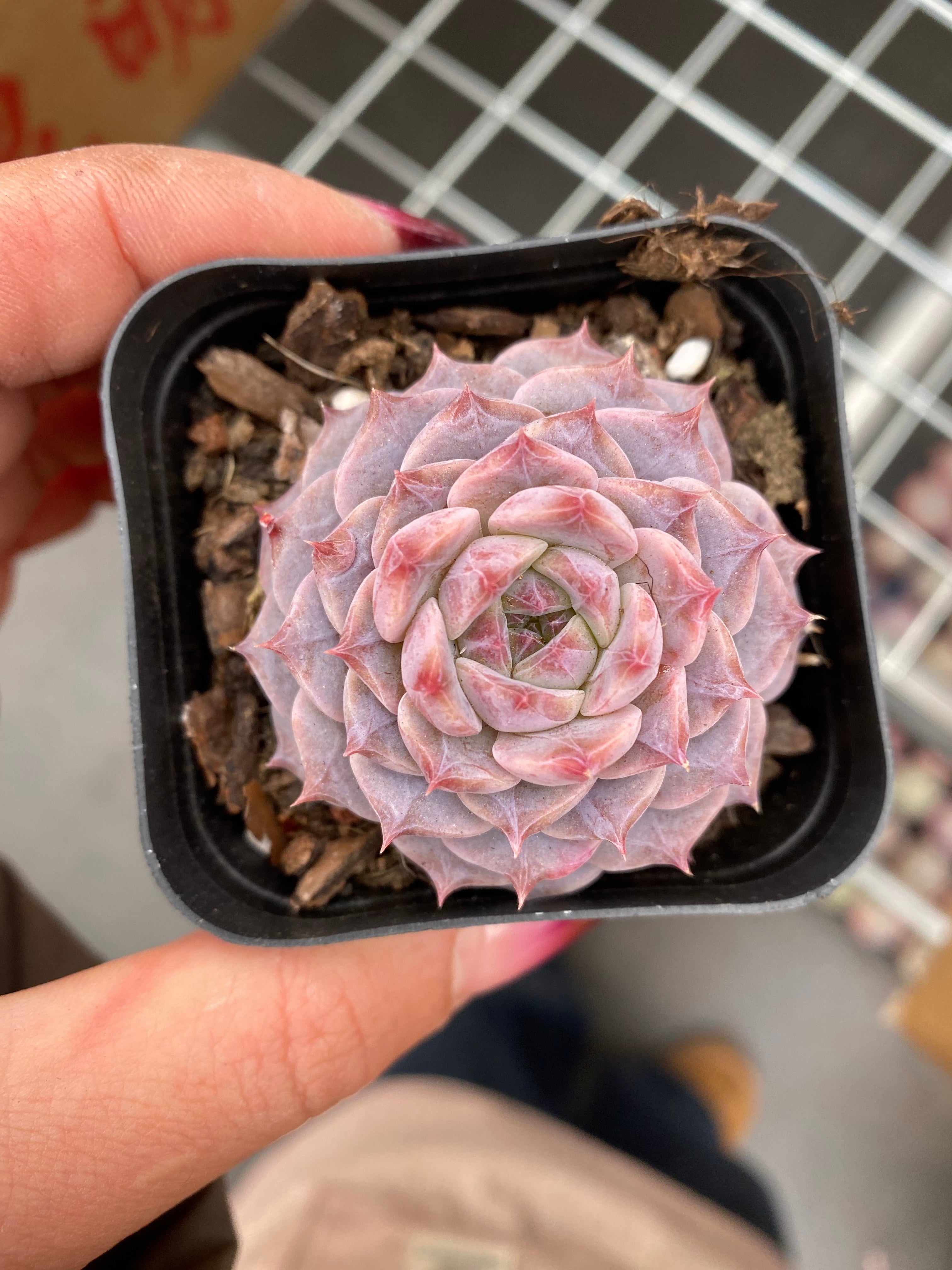 X211 エケベリア ピンクアイラッシュ