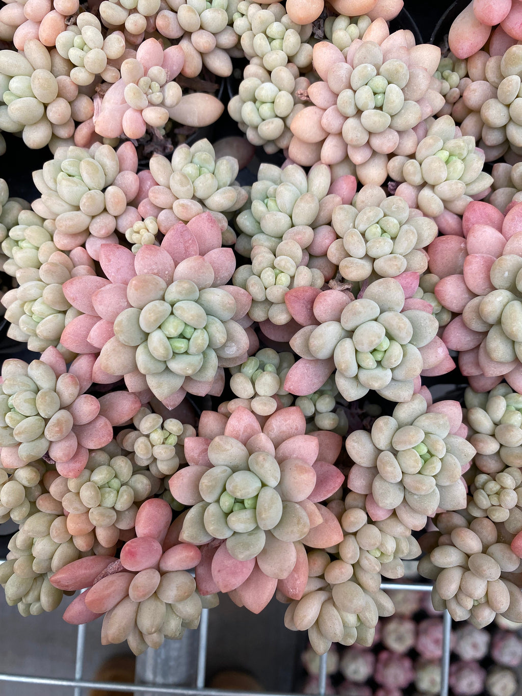 X212 エケベリア  キャビア