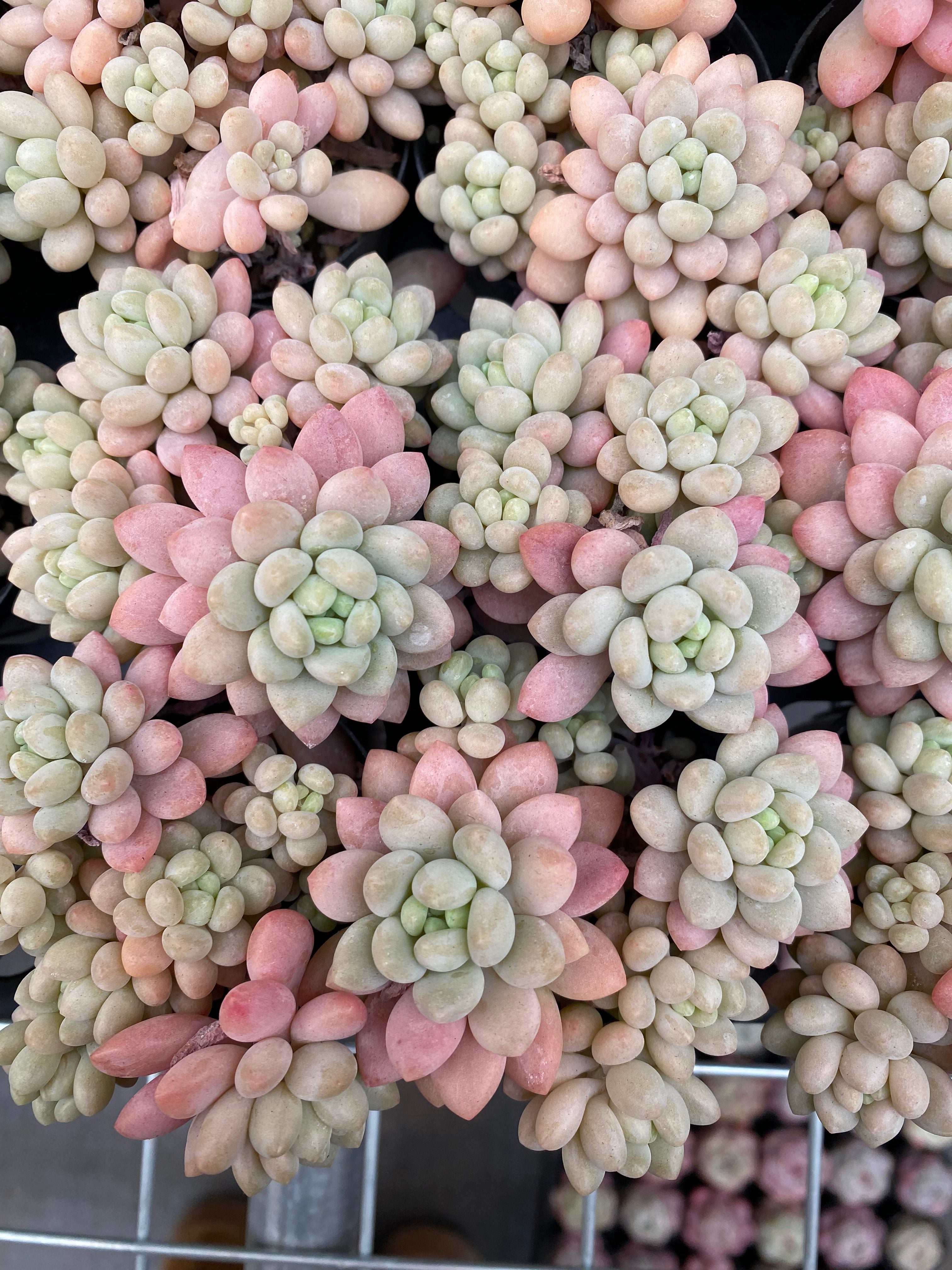 X212 エケベリア  キャビア