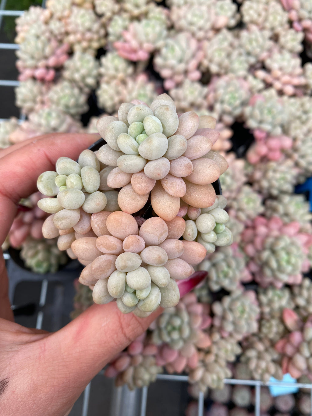 X212 エケベリア  キャビア