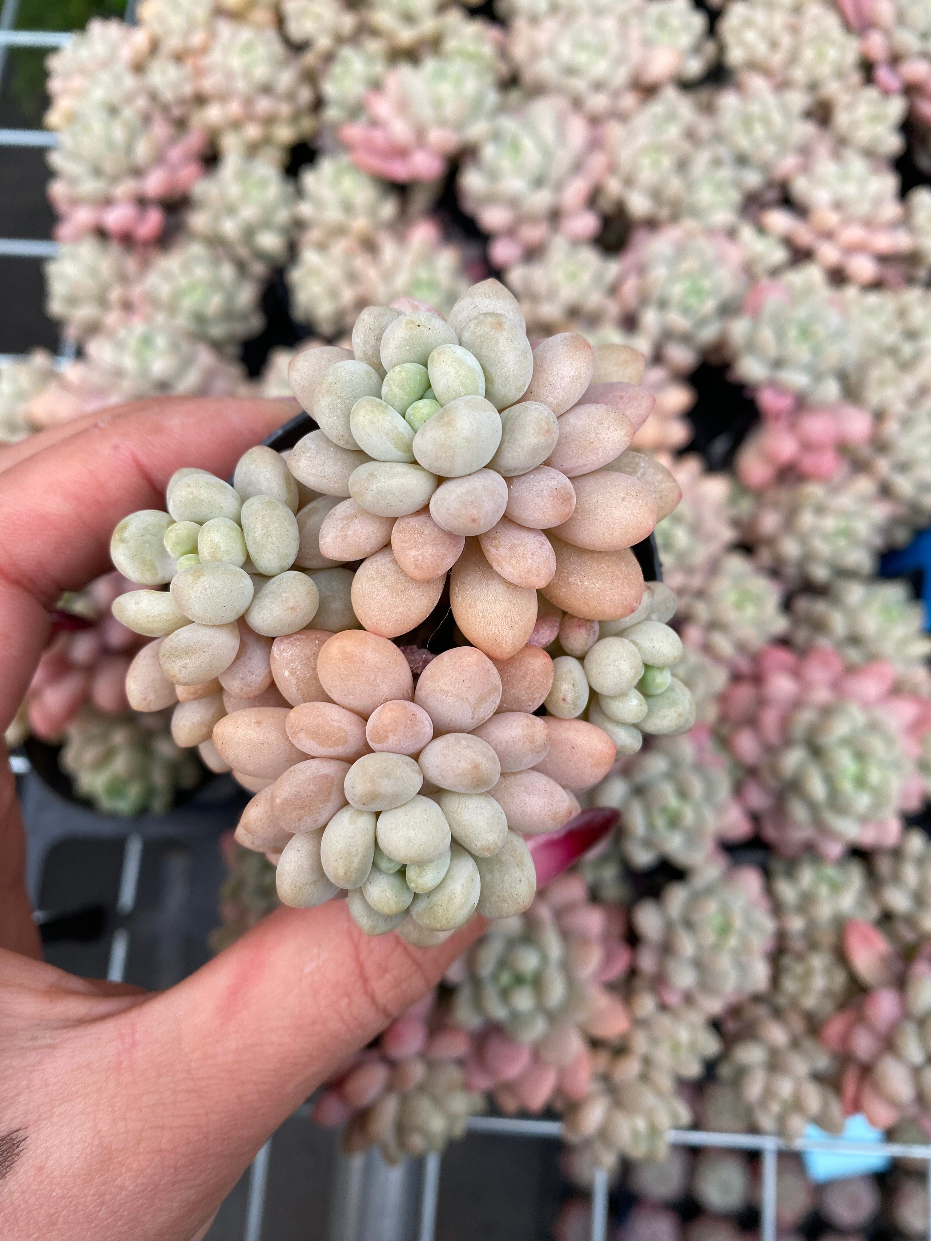 X212 エケベリア  キャビア