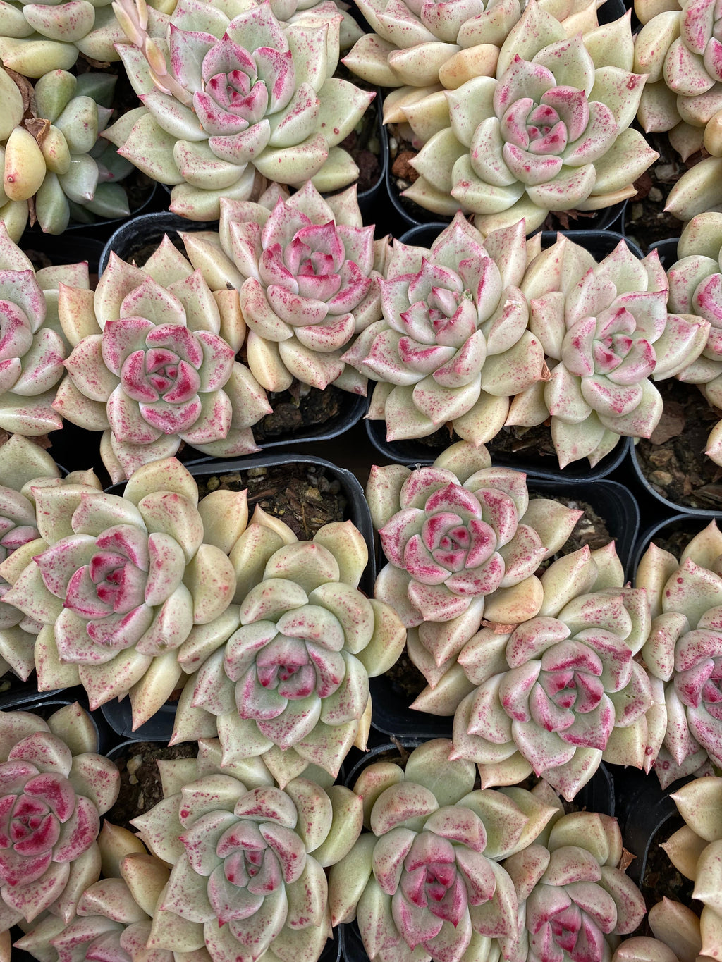 X213 エケベリア アージー