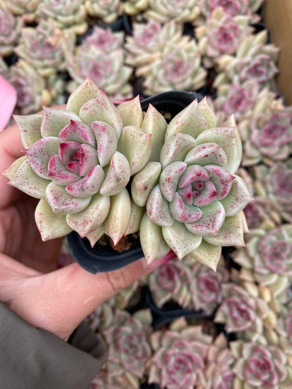 X213 エケベリア アージー