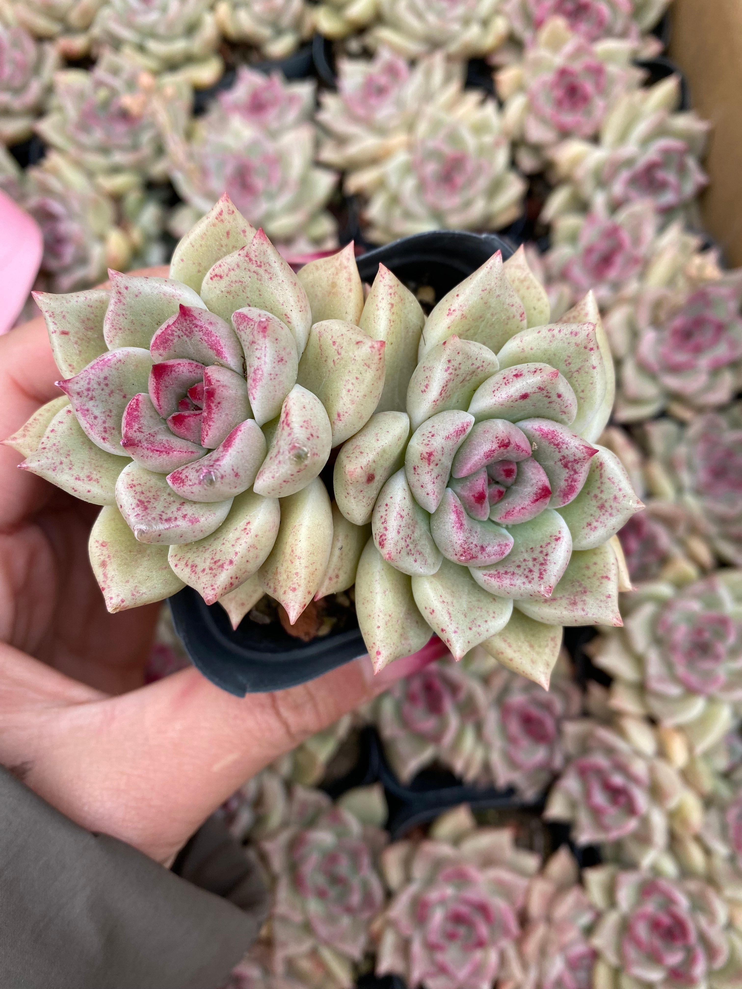 X213 エケベリア アージー