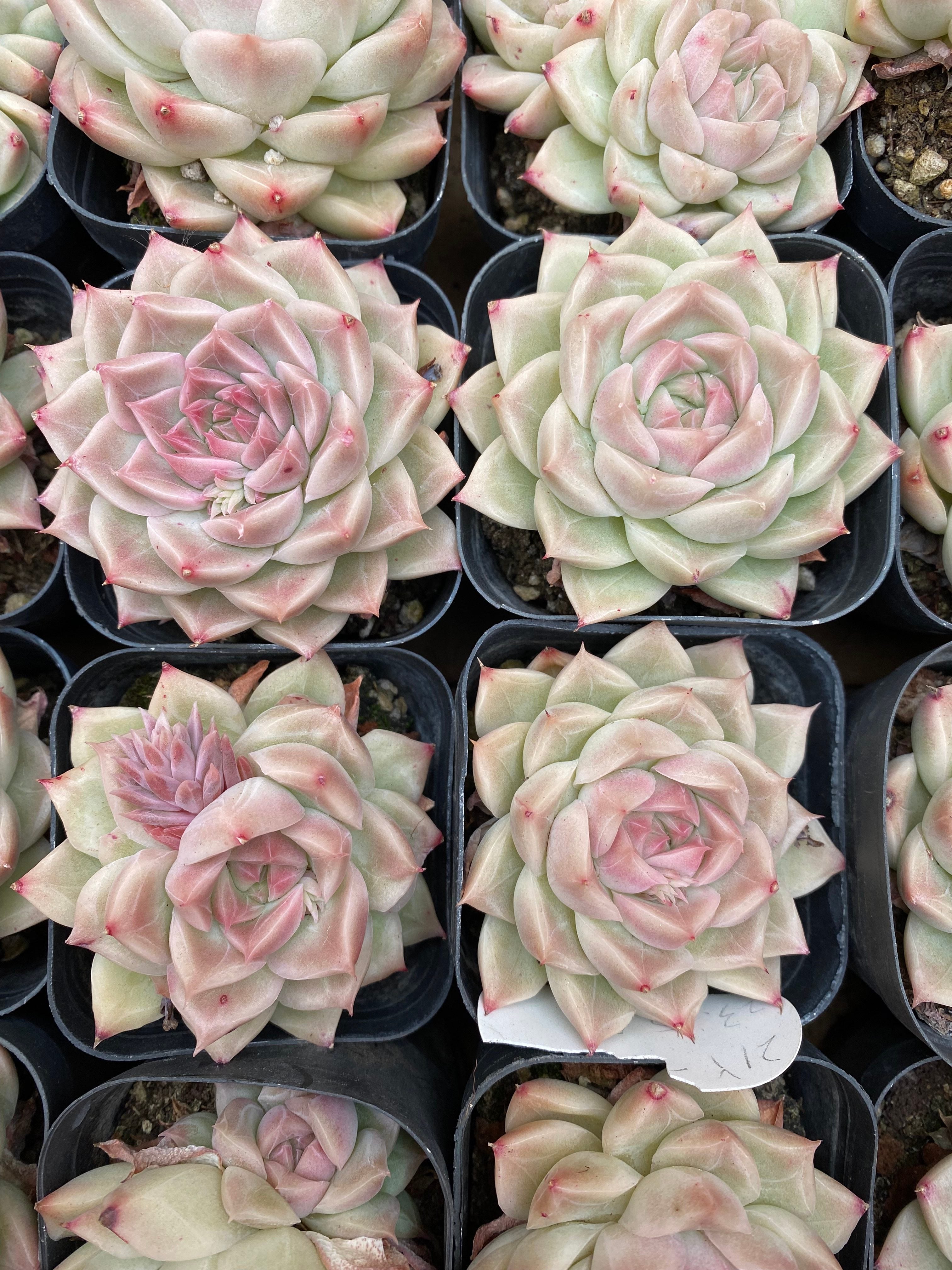 X215 エケベリア フェイスライクジェイド