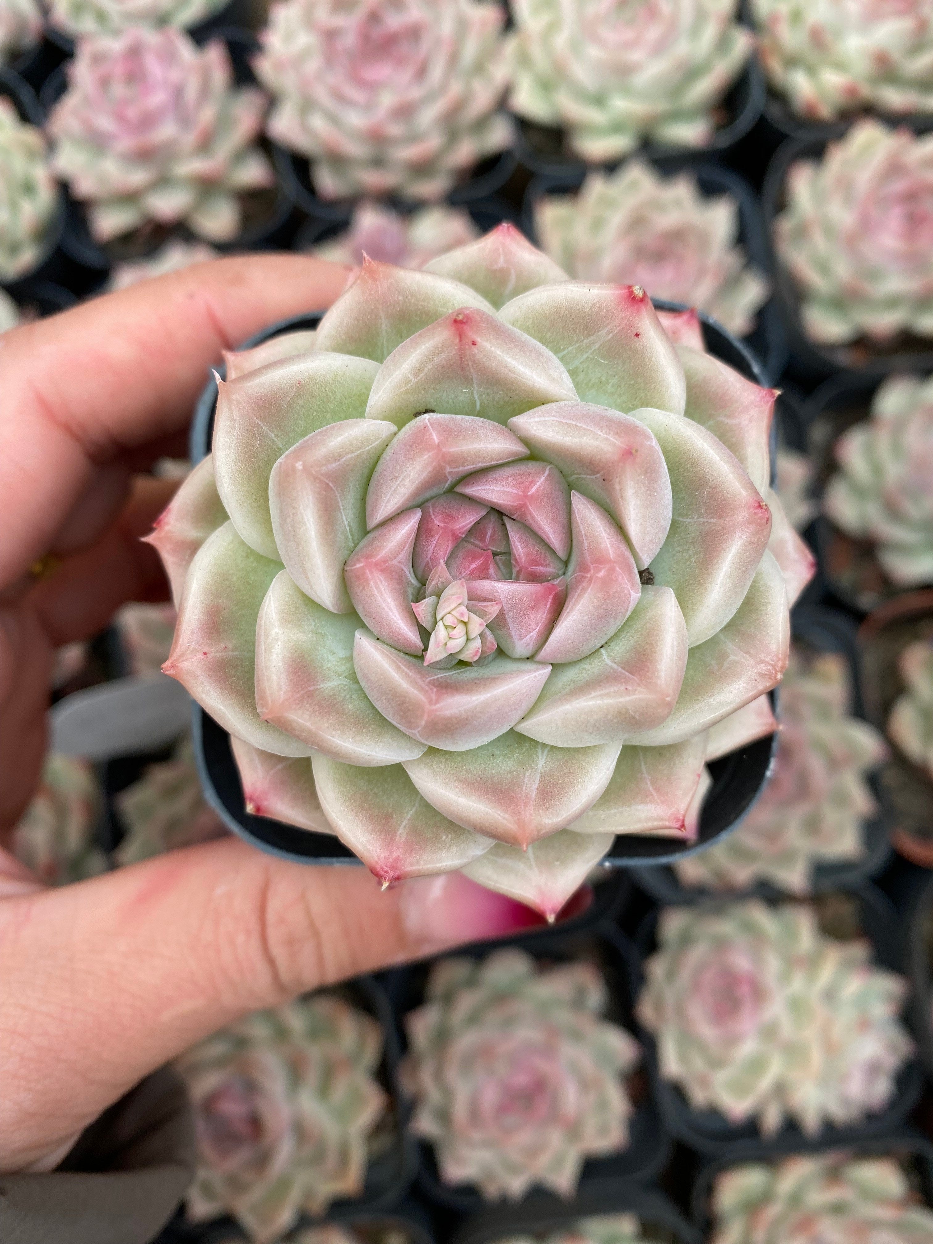 X215 エケベリア フェイスライクジェイド