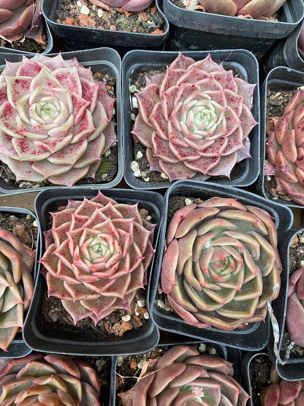 X216 エケベリア  オールドエッグ