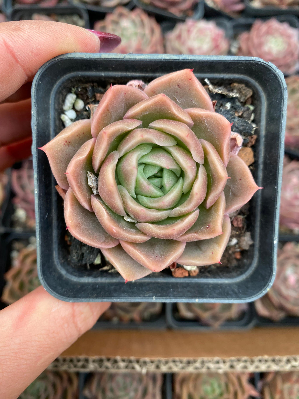 X216 エケベリア  オールドエッグ