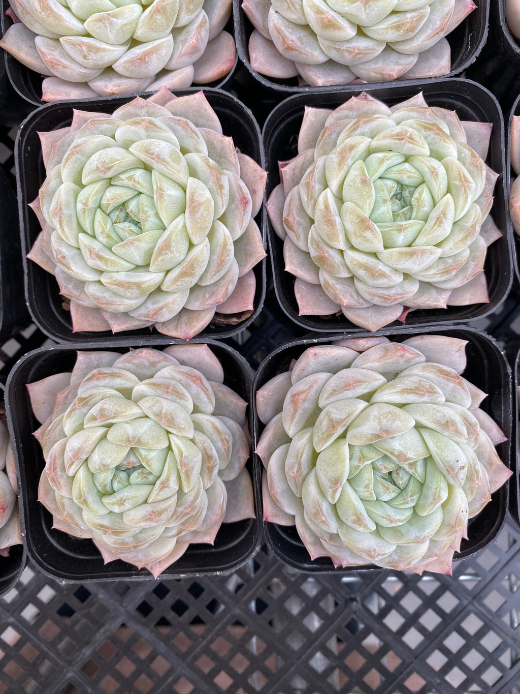 X217 エケベリア  雪玉