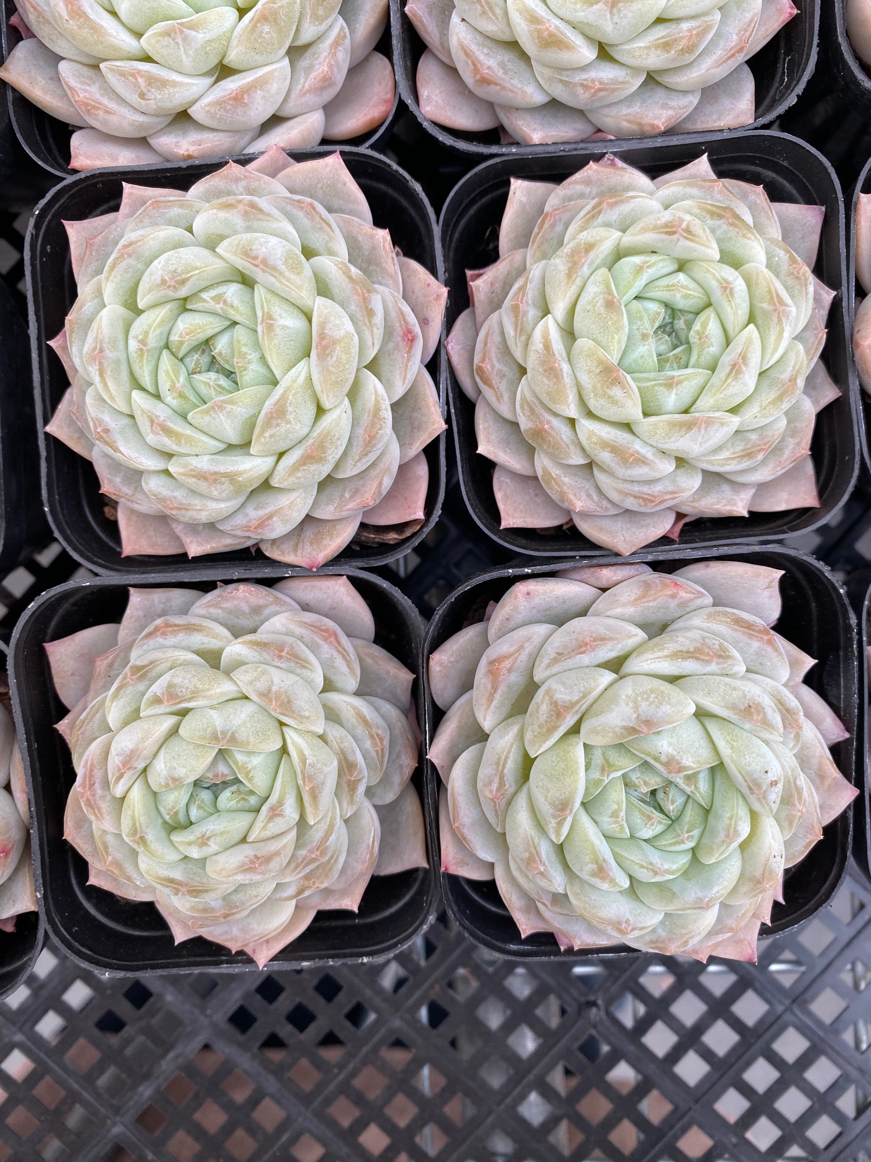 X217 エケベリア  雪玉