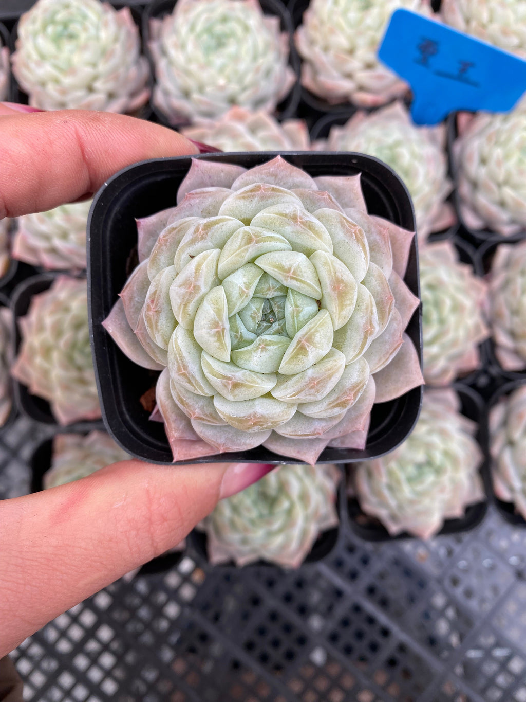 X217 エケベリア  雪玉